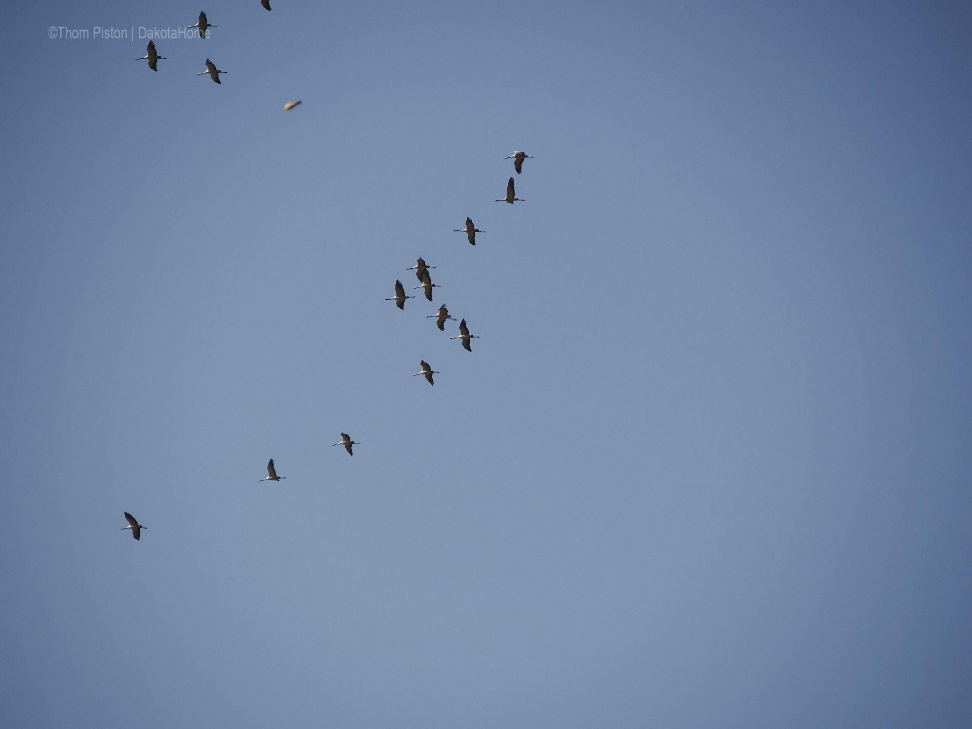 ...die Vögel sammeln sich um uns im Winter allein zu lassen...