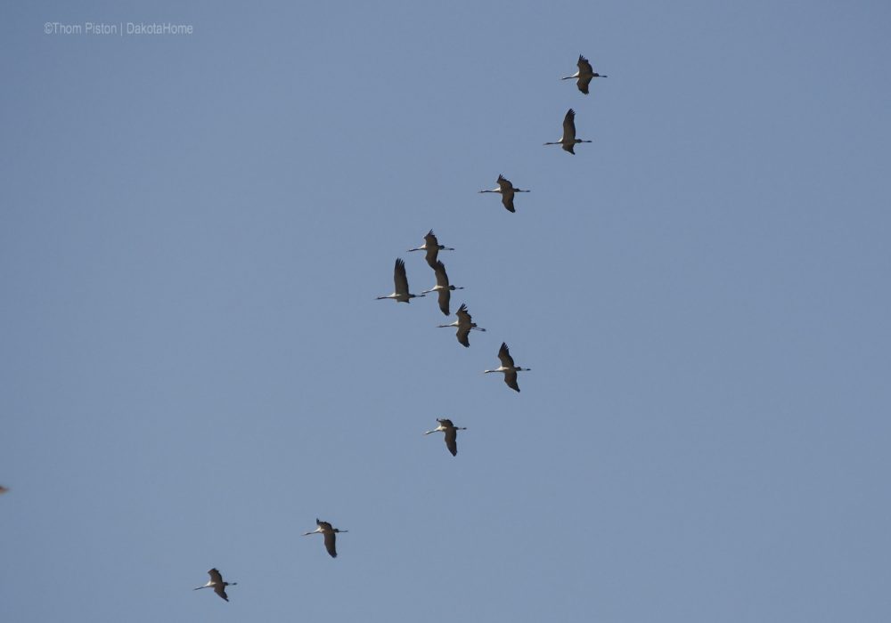 ...die Vögel sammeln sich um uns im Winter allein zu lassen...