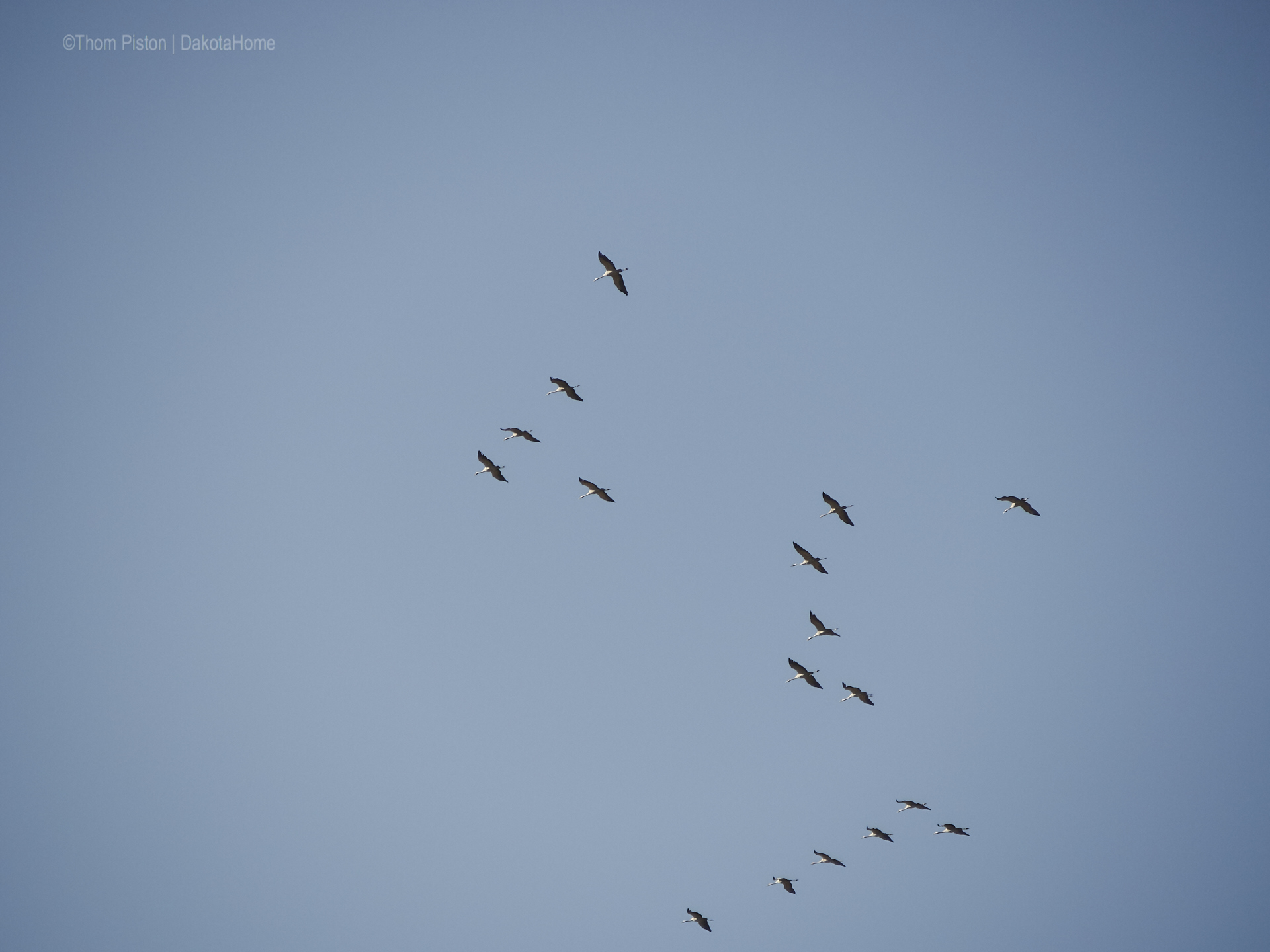 ...die Vögel sammeln sich um uns im Winter allein zu lassen...