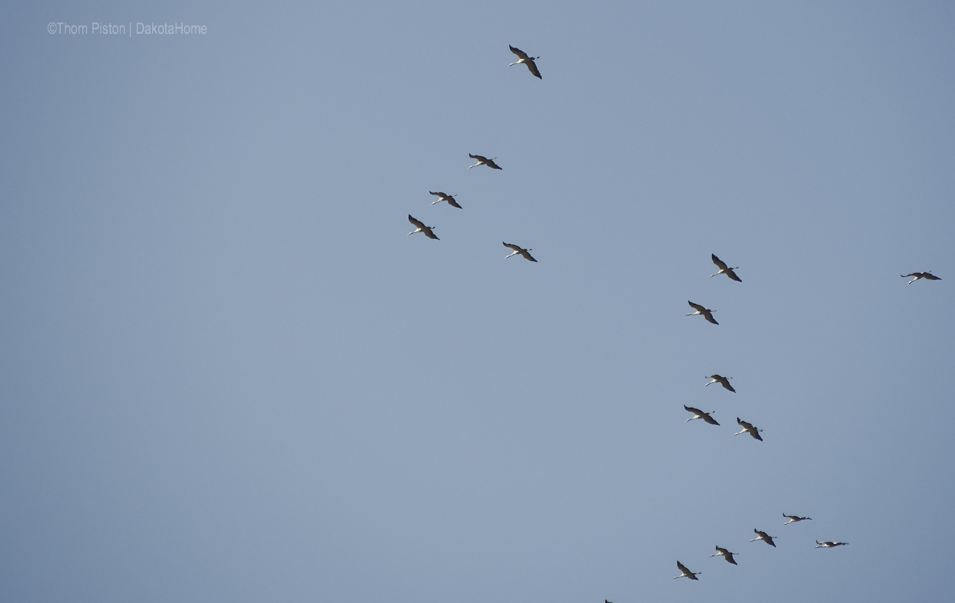 ...die Vögel sammeln sich um uns im Winter allein zu lassen...