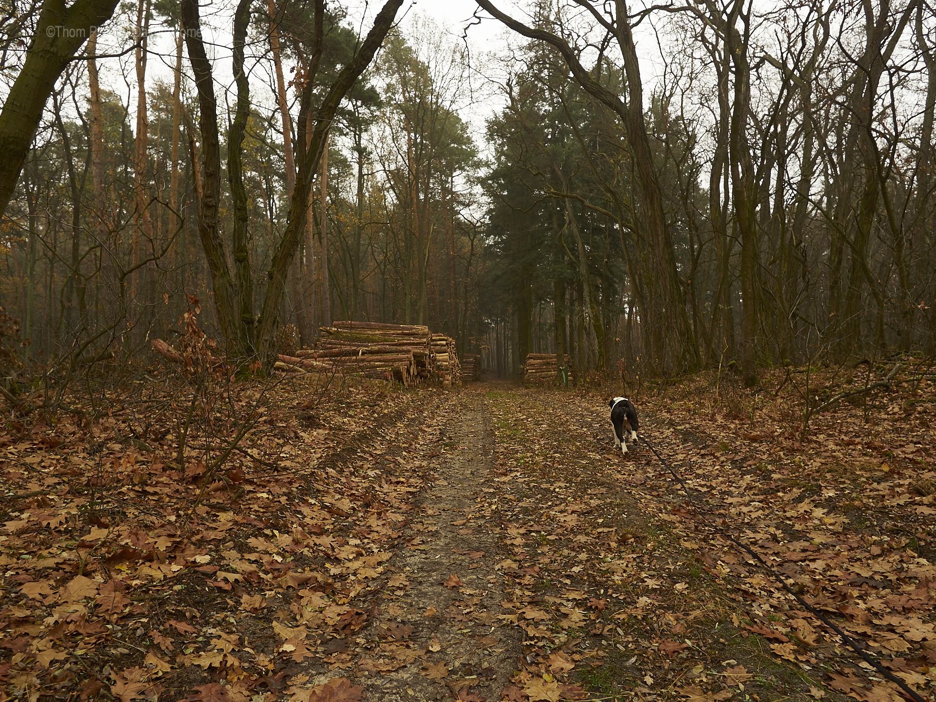 Alwin die Bulldogge, kalter Winter und sein Wald... er lebt seinen liebsten Traum