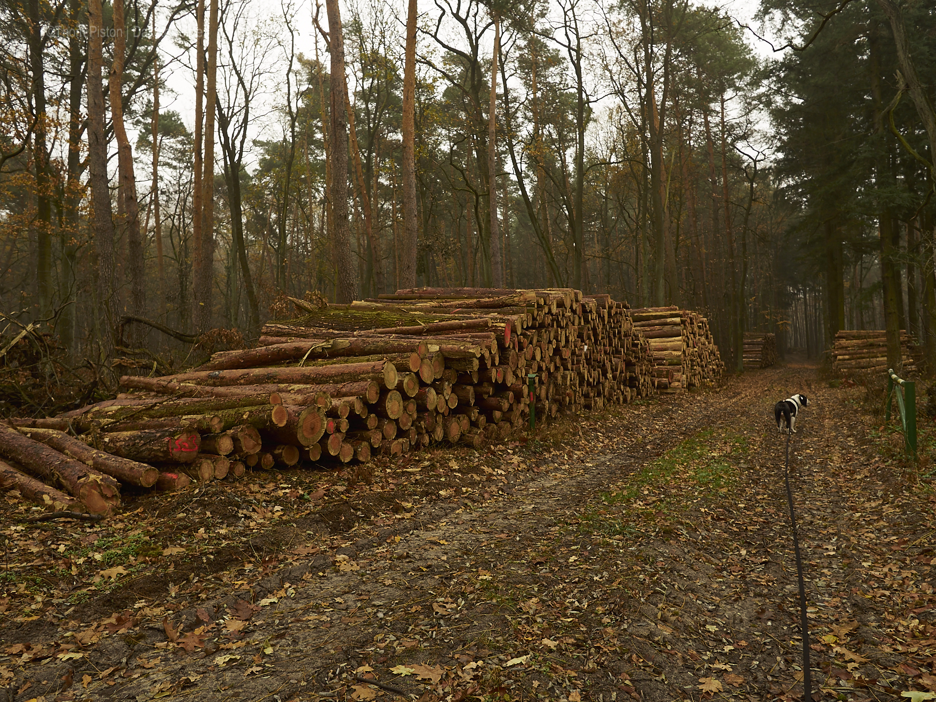 Alwin die Bulldogge, kalter Winter und sein Wald... er lebt seinen liebsten Traum