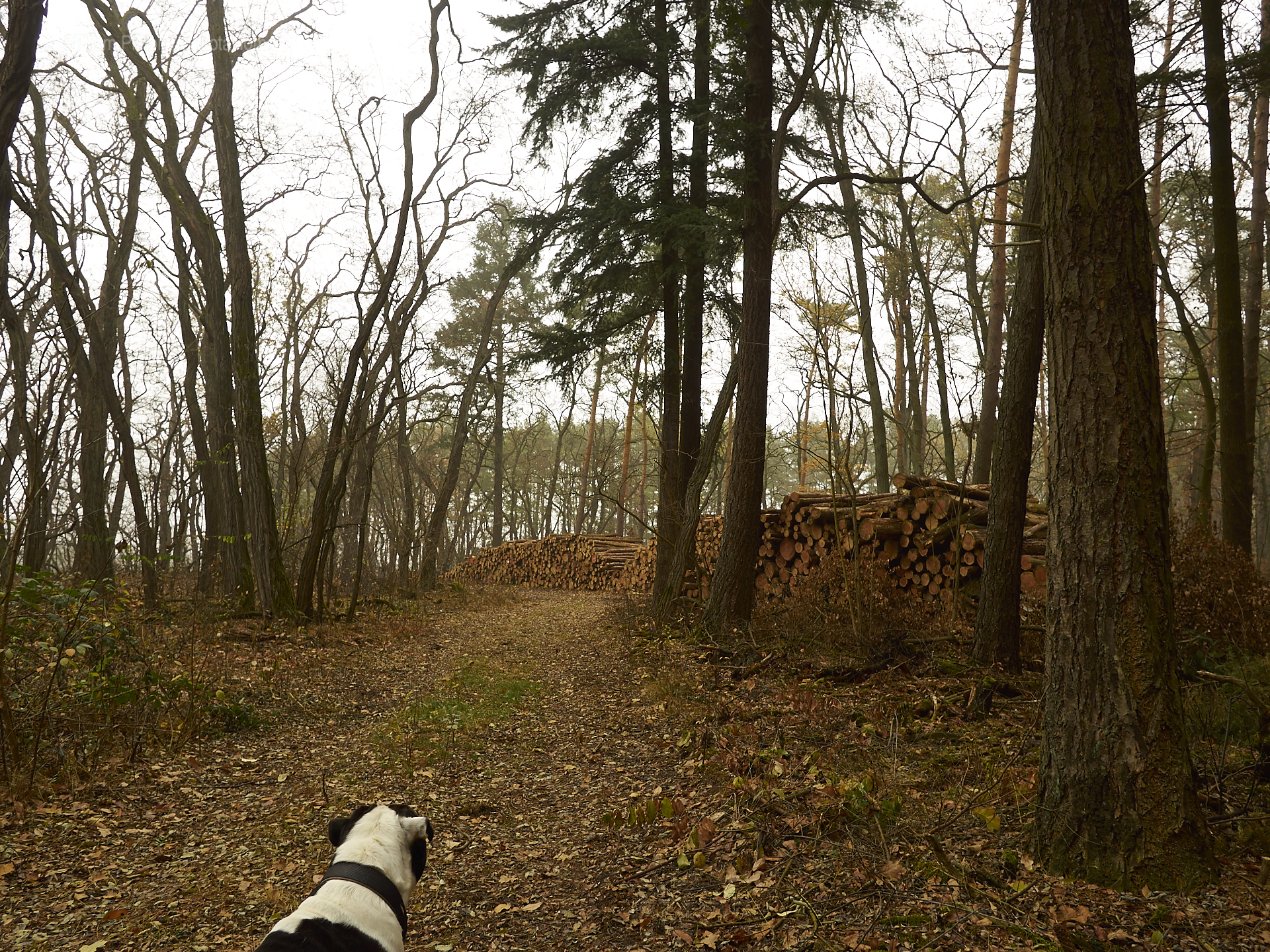 Alwin die Bulldogge, kalter Winter und sein Wald... er lebt seinen liebsten Traum