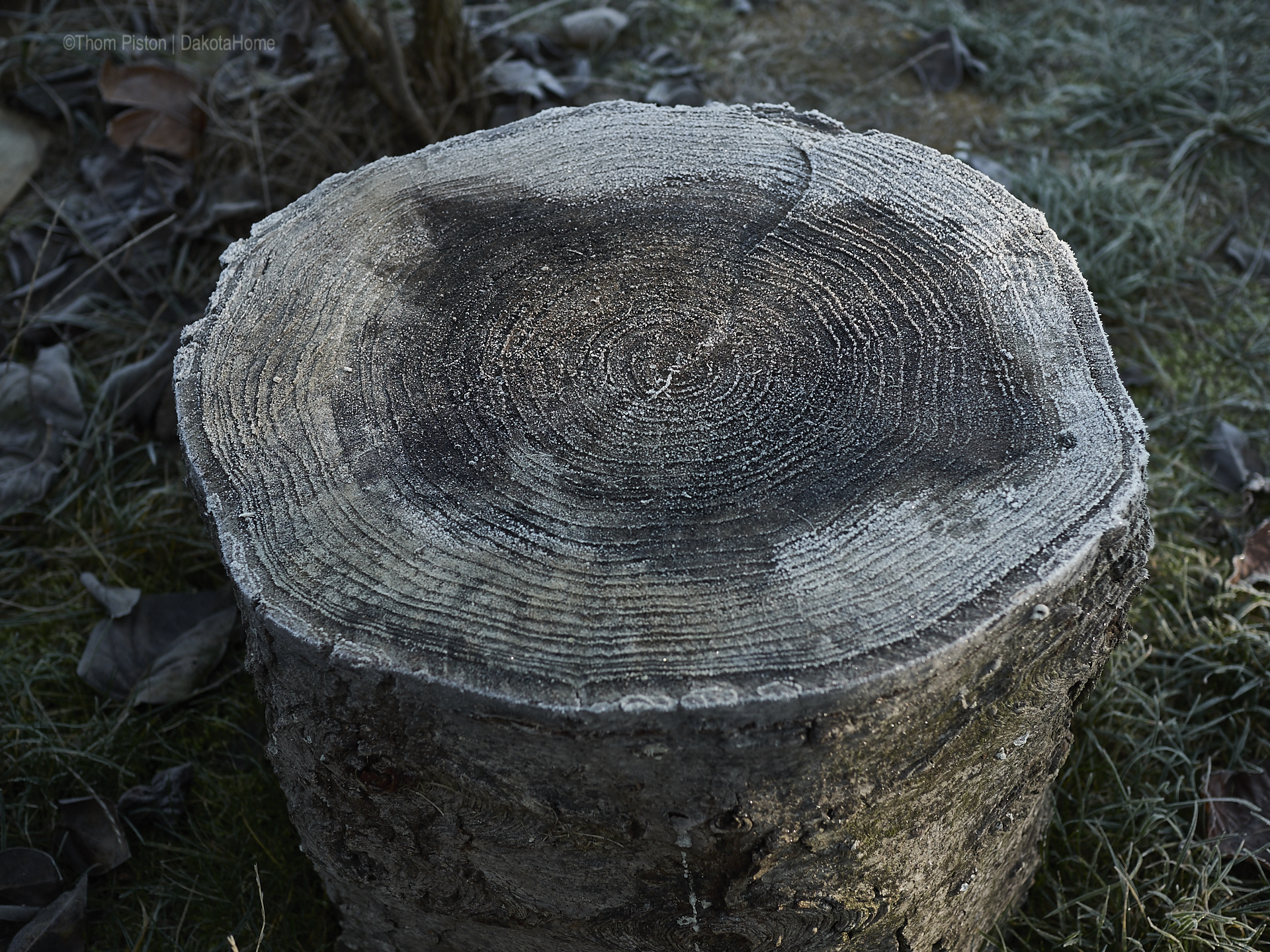 ...der erste wirkliche Frost über mehrere Tage 