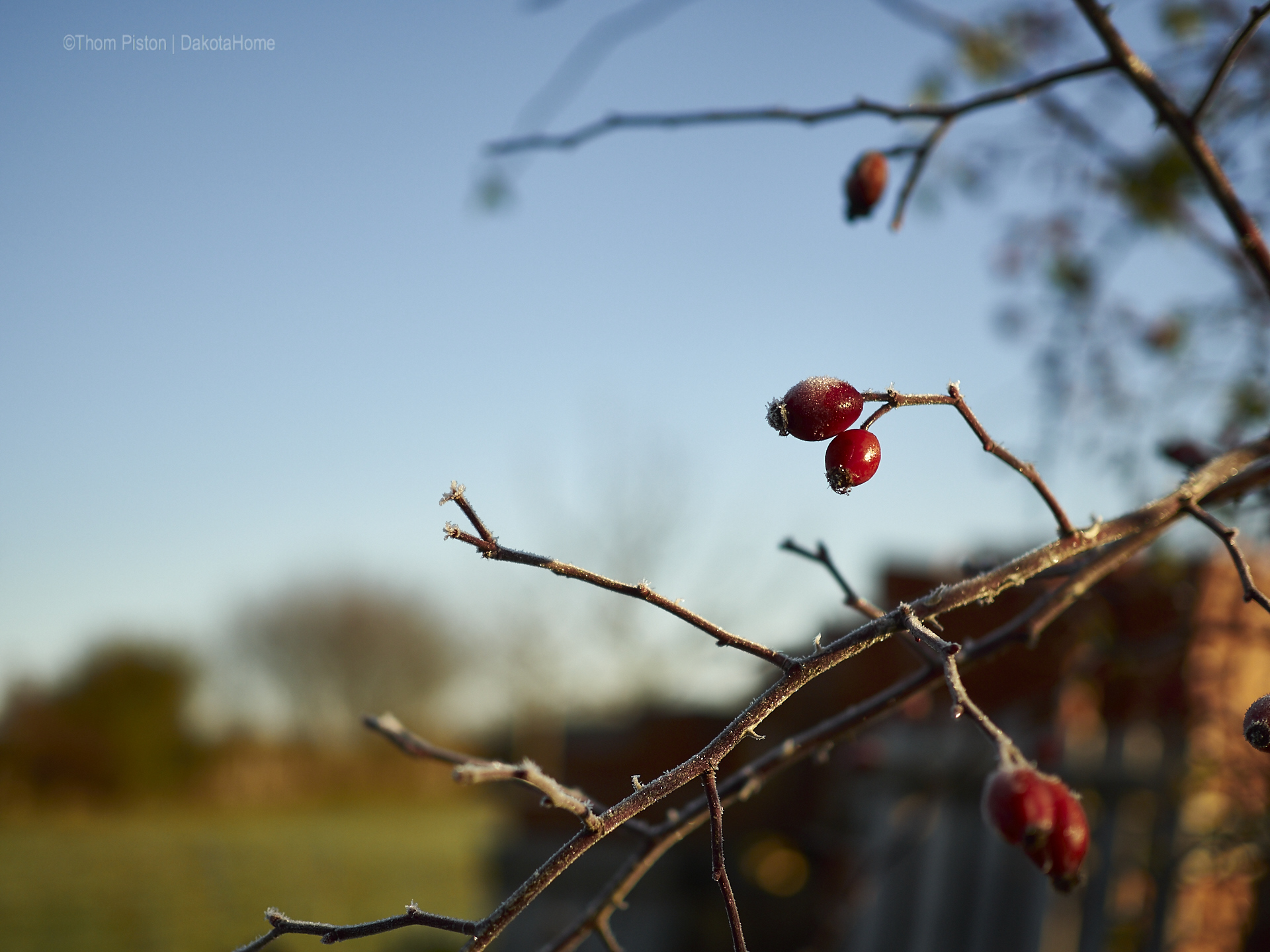 ...der erste wirkliche Frost über mehrere Tage 