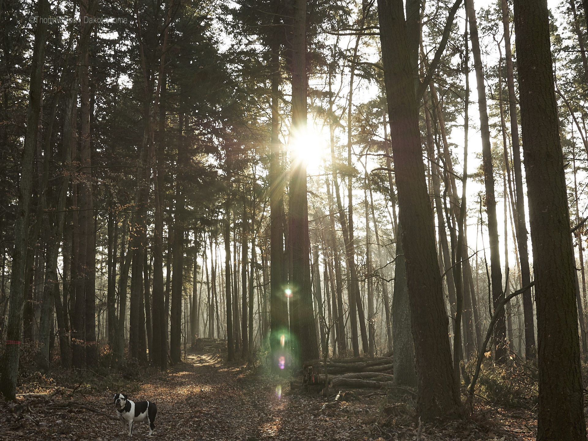 Alwin die Bulldogge, kalter Winter und sein Wald... er lebt seinen liebsten Traum