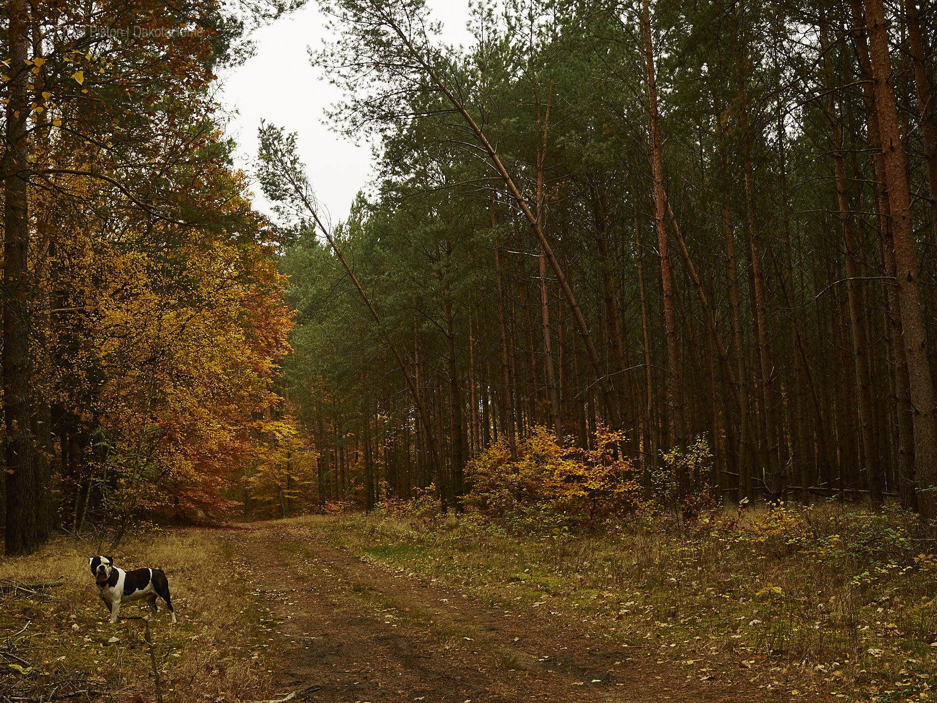 ...der goldene herbst 2018