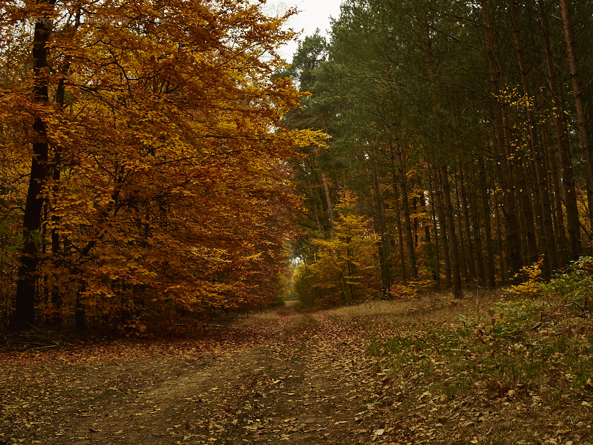 ...der goldene herbst 2018