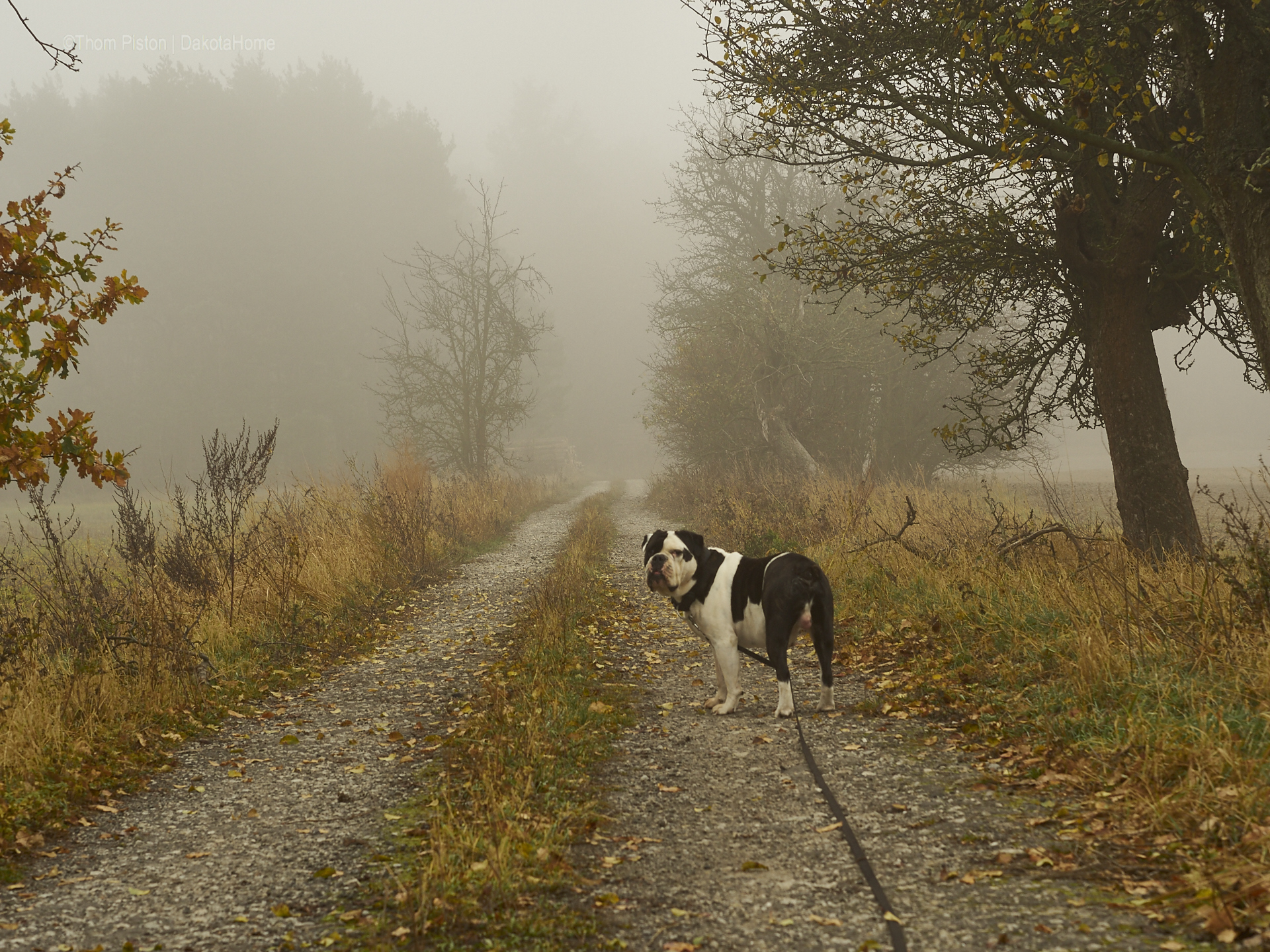 Mitte November, Bulldogge im Nebel in Brandenburg