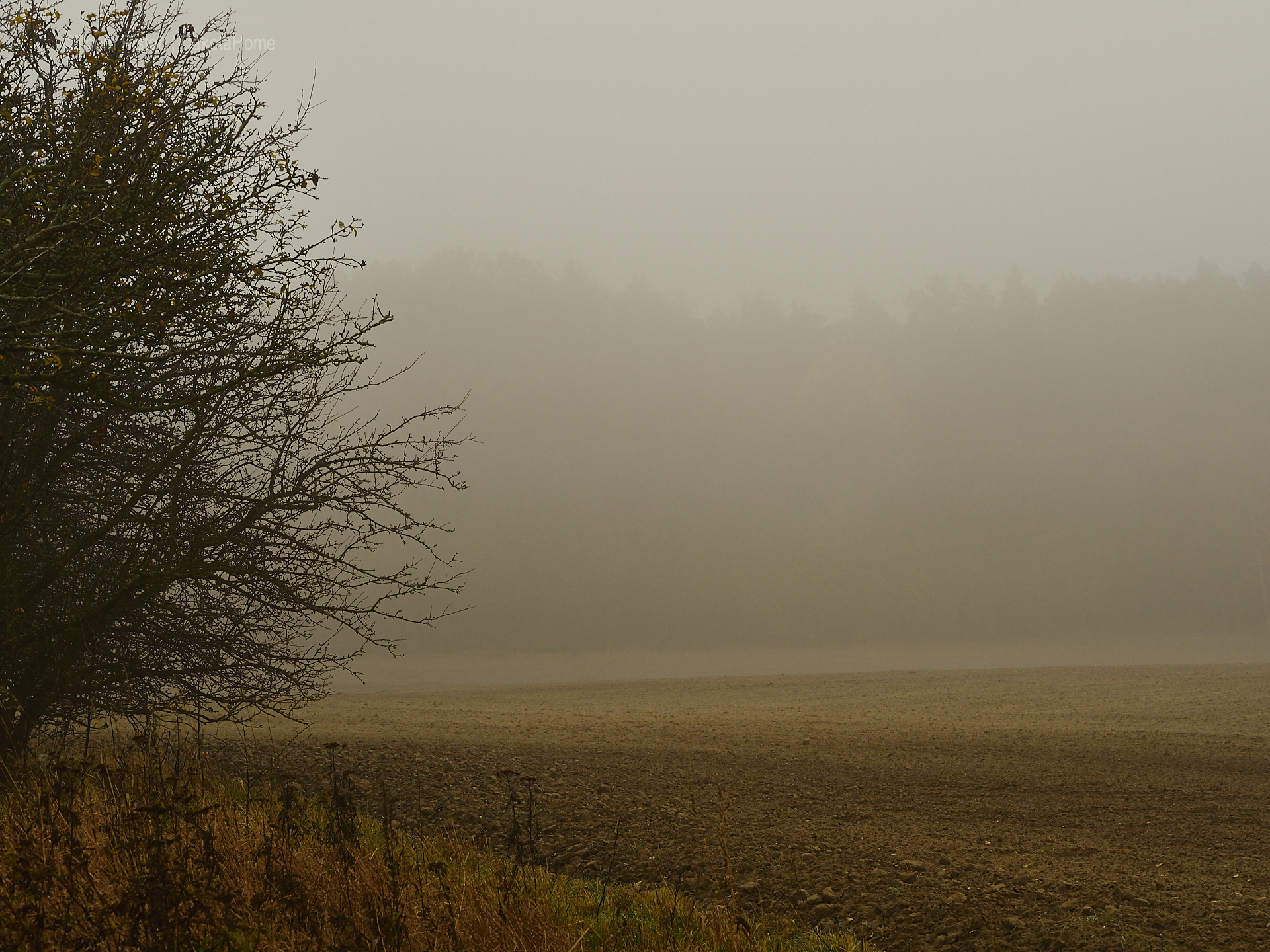 Mitte November, Nebel in Brandenburg