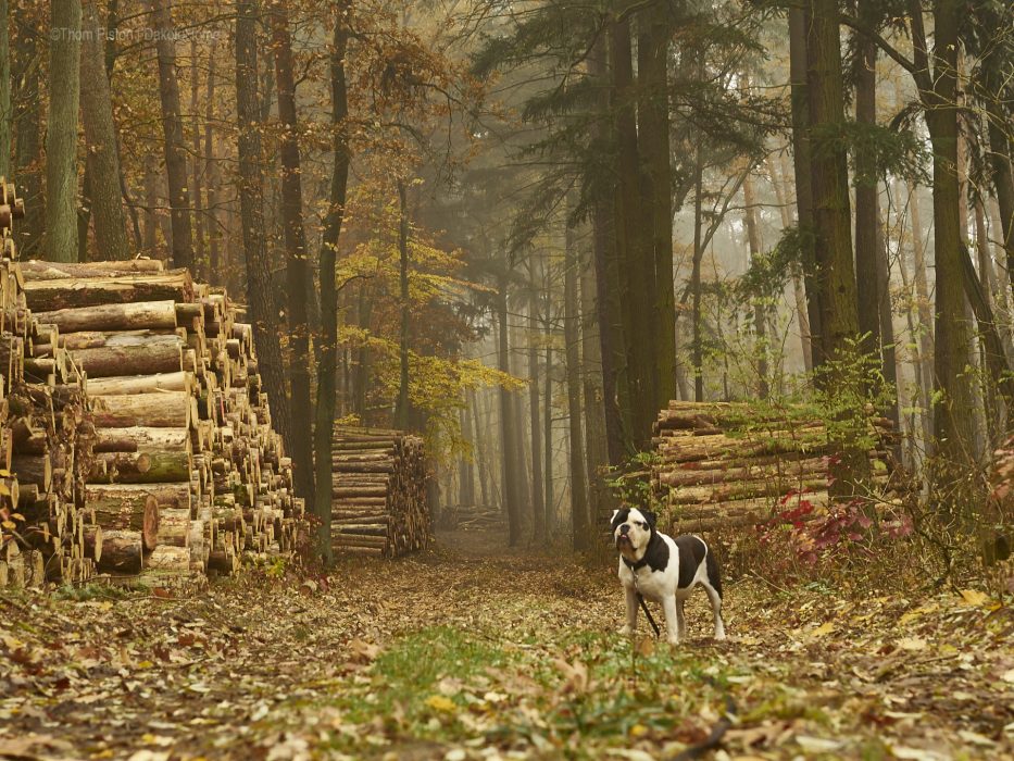 Mitte November, Bulldogge im Nebel in Brandenburg