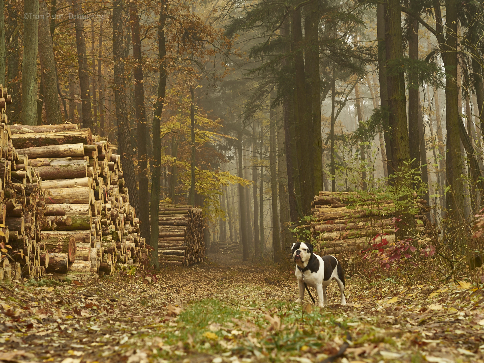 Mitte November, Bulldogge im Nebel in Brandenburg