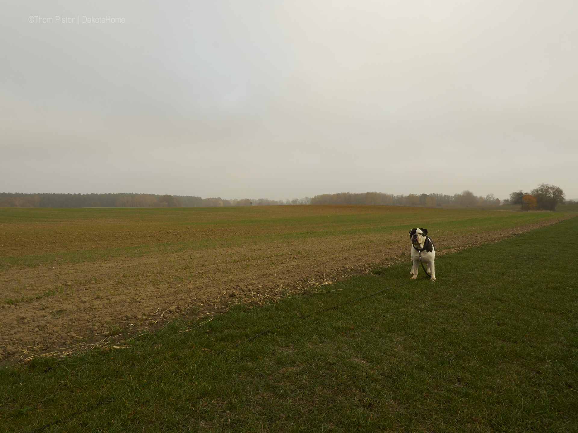 Mitte November, Bulldogge im Nebel in Brandenburg