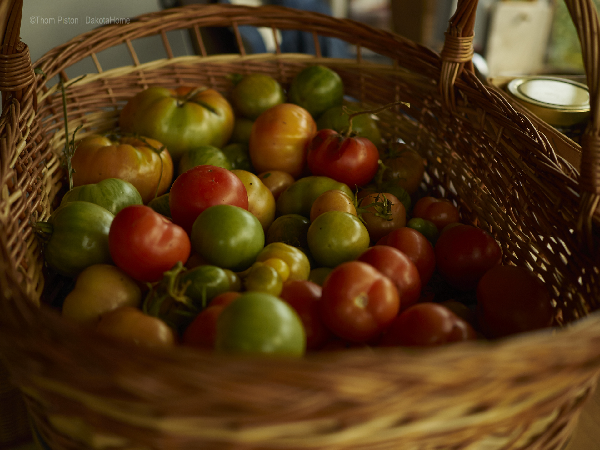 die letzten Tomaten at Dakota Home, 2018