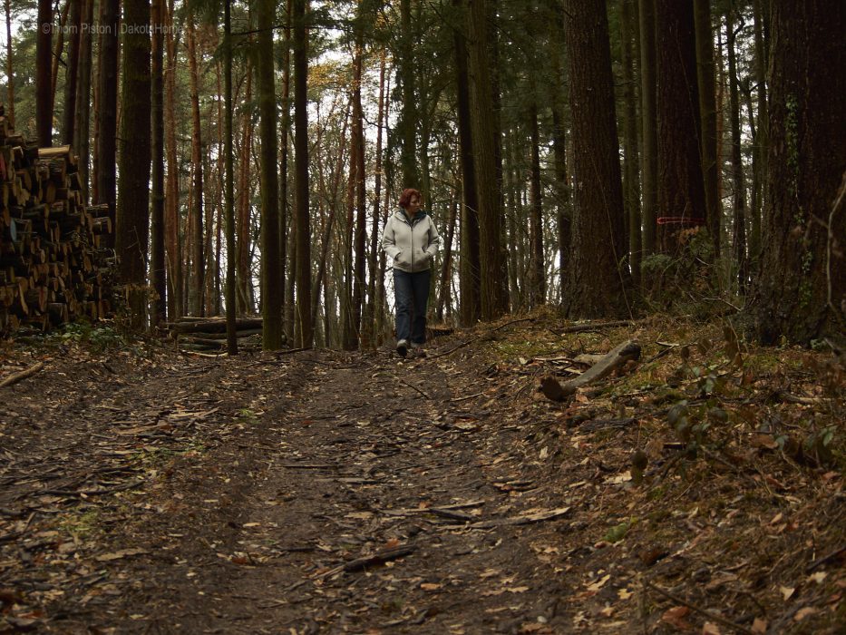 Spaziergänge durch den wald..