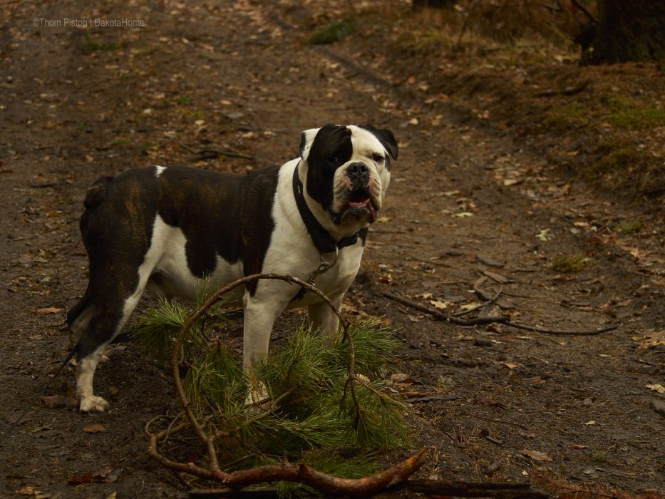 Alwin die Bulldogge und sein Wald...besser gehts für ihn nimmer..