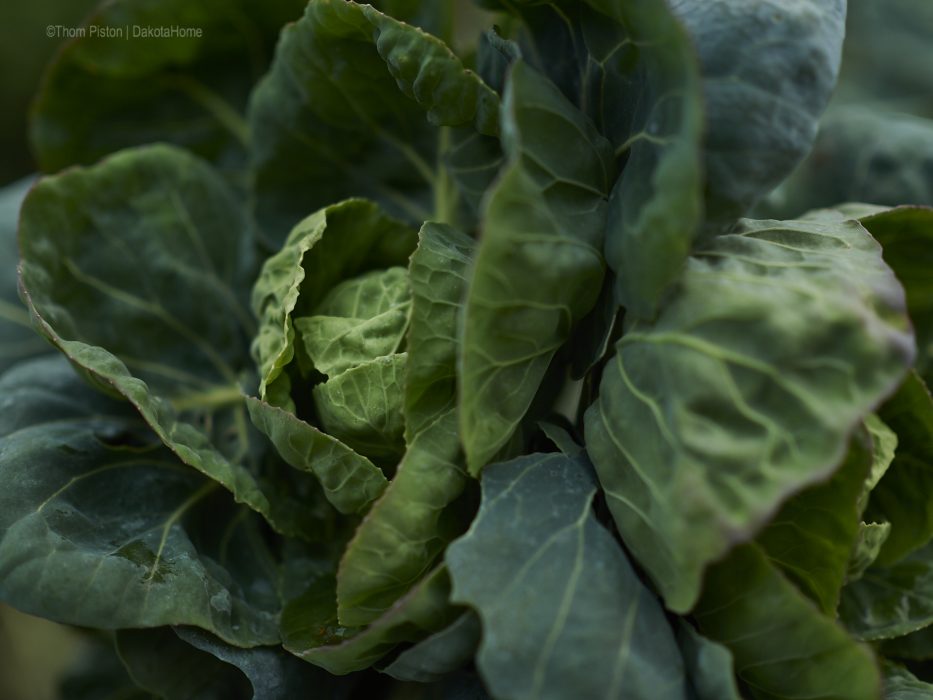 Rosenkohl anfang Dezember 2018 im Garten des Dakota Home