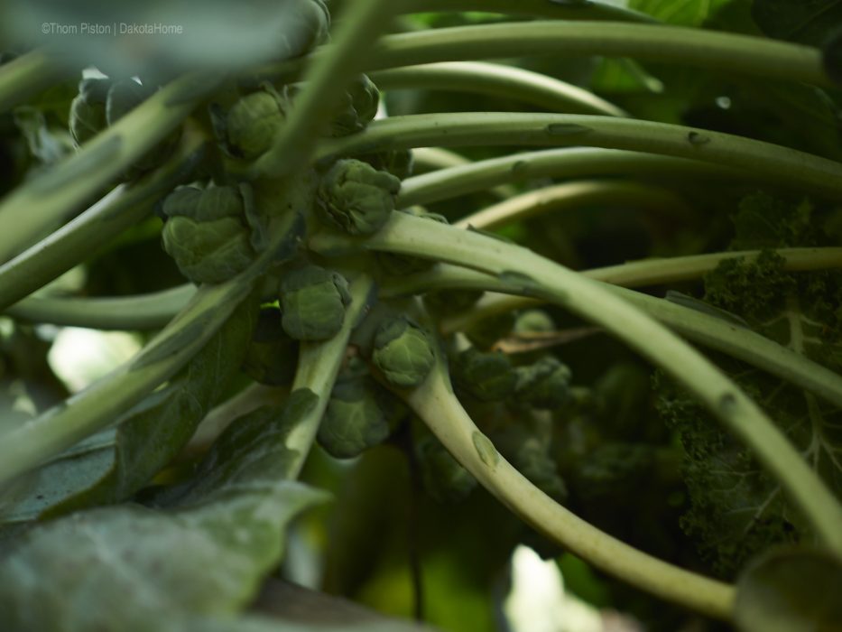 Rosenkohl anfang Dezember 2018 im Garten des Dakota Home