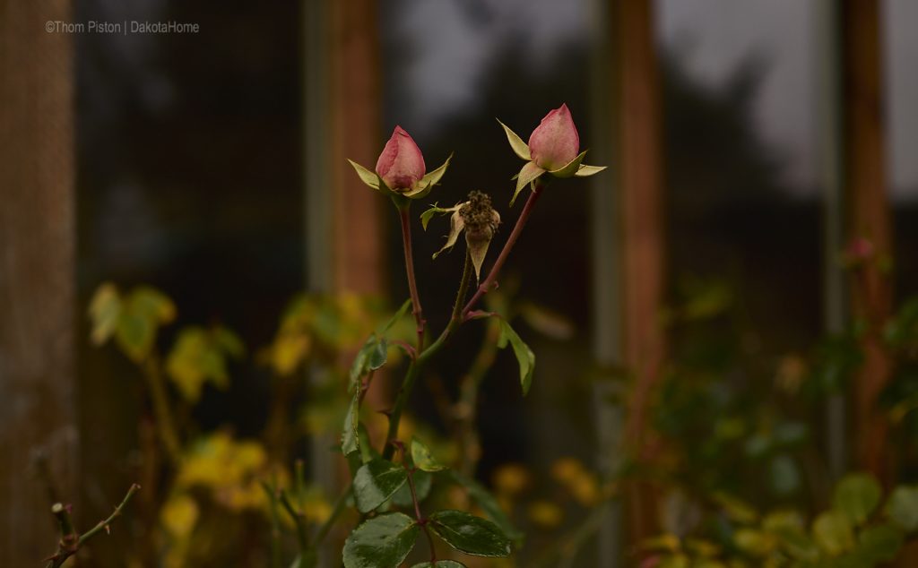 Rosen Blühen auch mitte Dezember, zumindest am Dakota Home