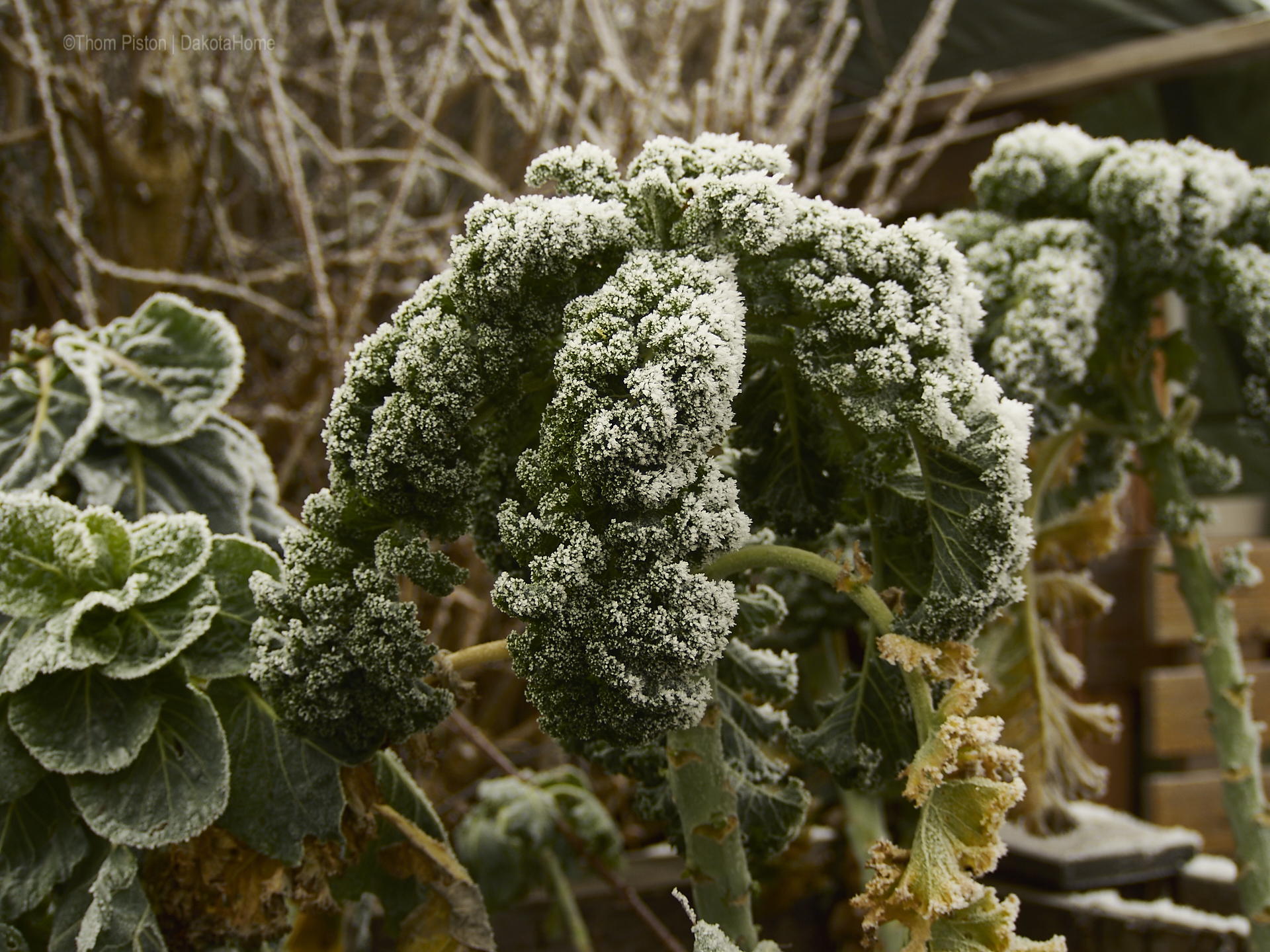 Hochbeet, Dakota Home Mitte Januar 2019