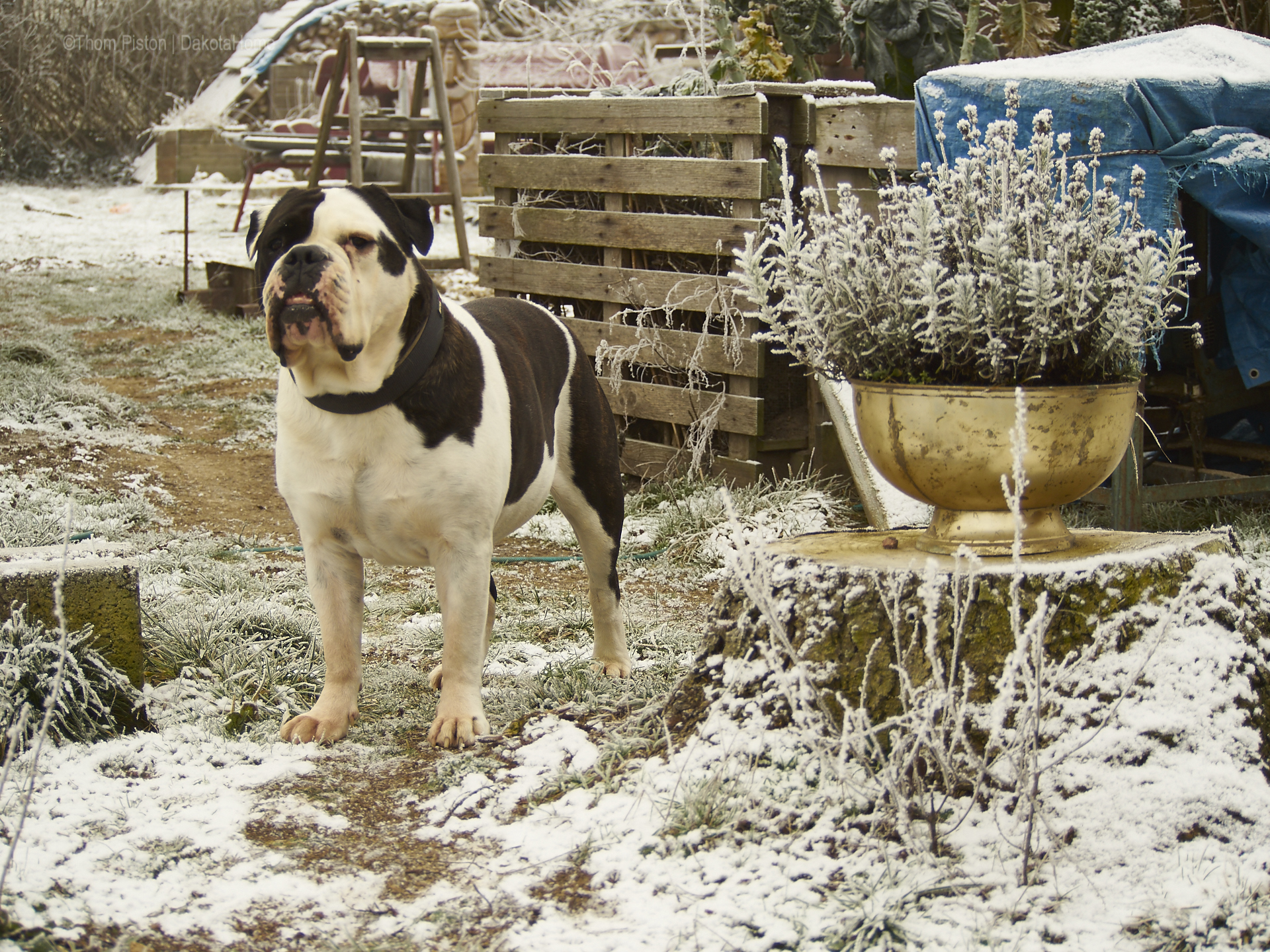 Alwin der Eisbär, aehm nö, die Bulldogge at Dakota Home Mitte Januar 2019