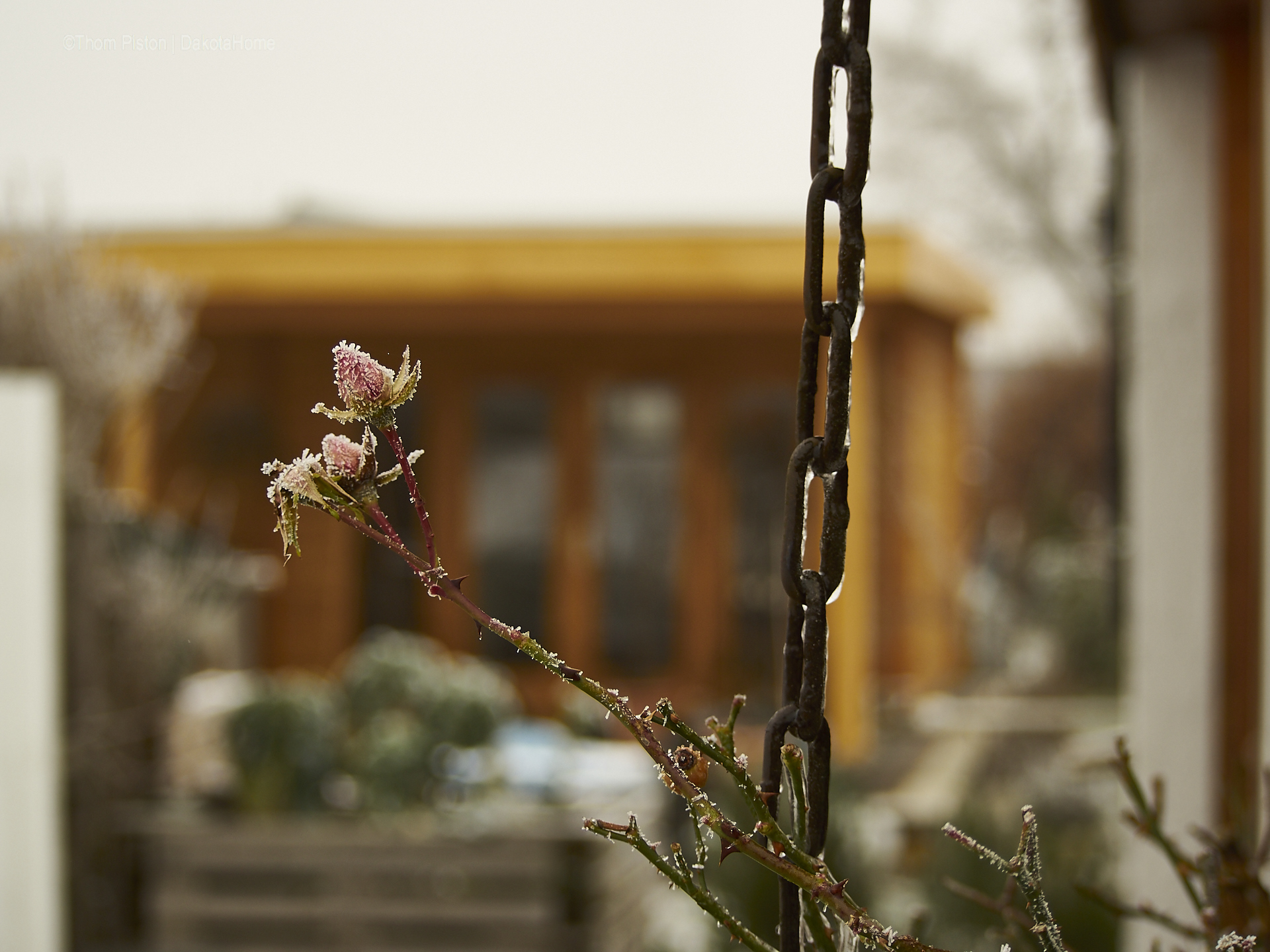 Frost Rosen atDakota Home Mitte Januar 2019