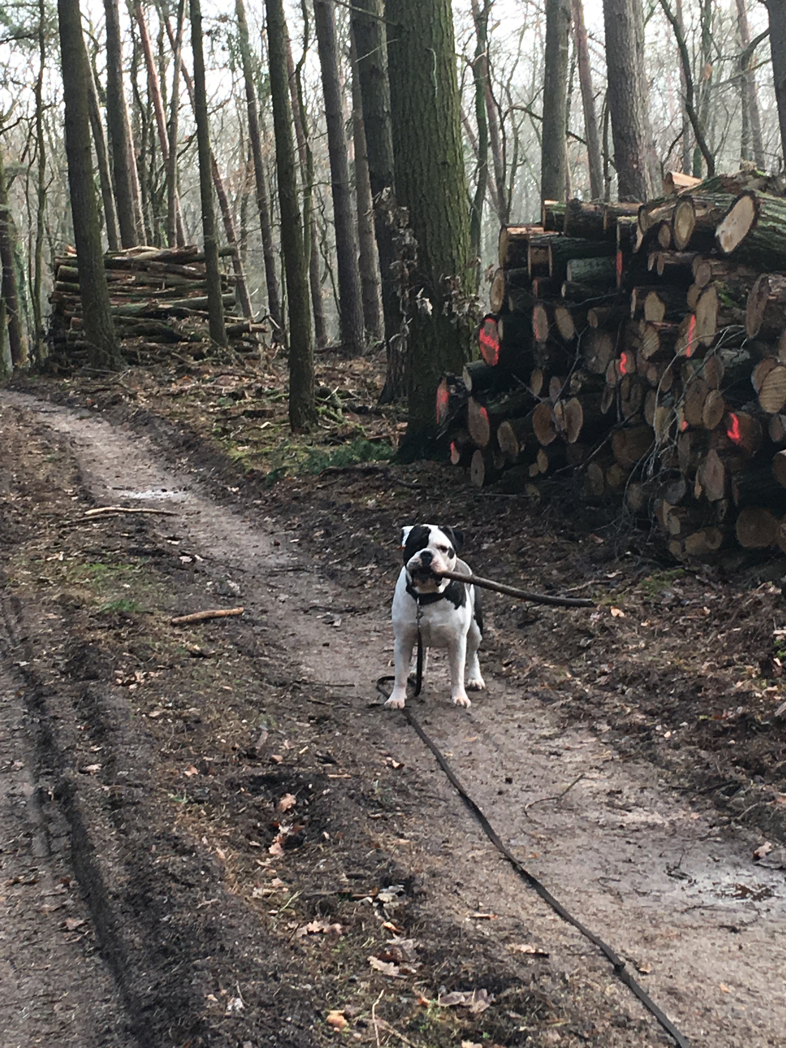 Alwin die Bulldogge wie immer beim aufräumen seines Waldes..