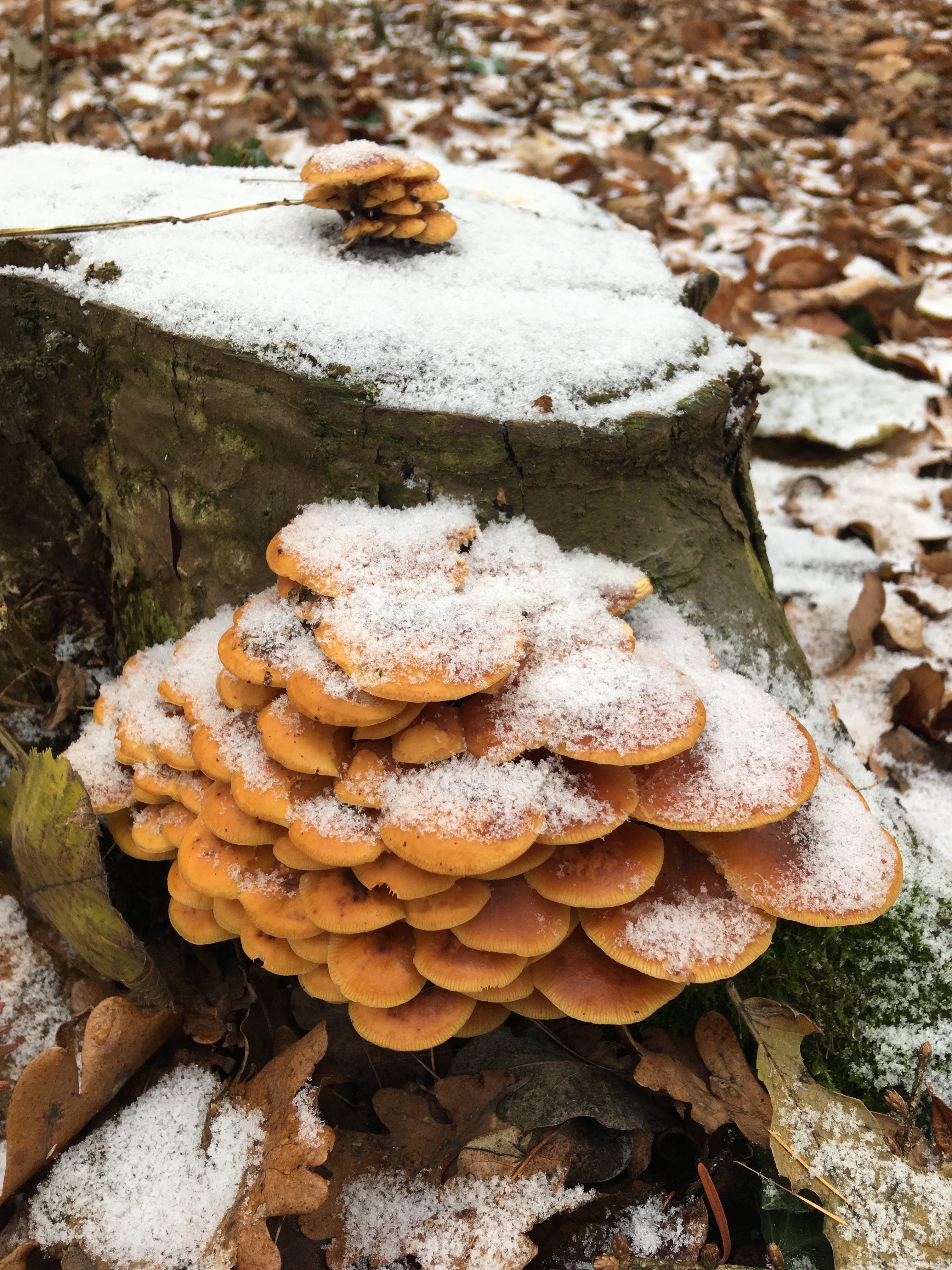 Pilze im Dezember 2018 in Brandenburg