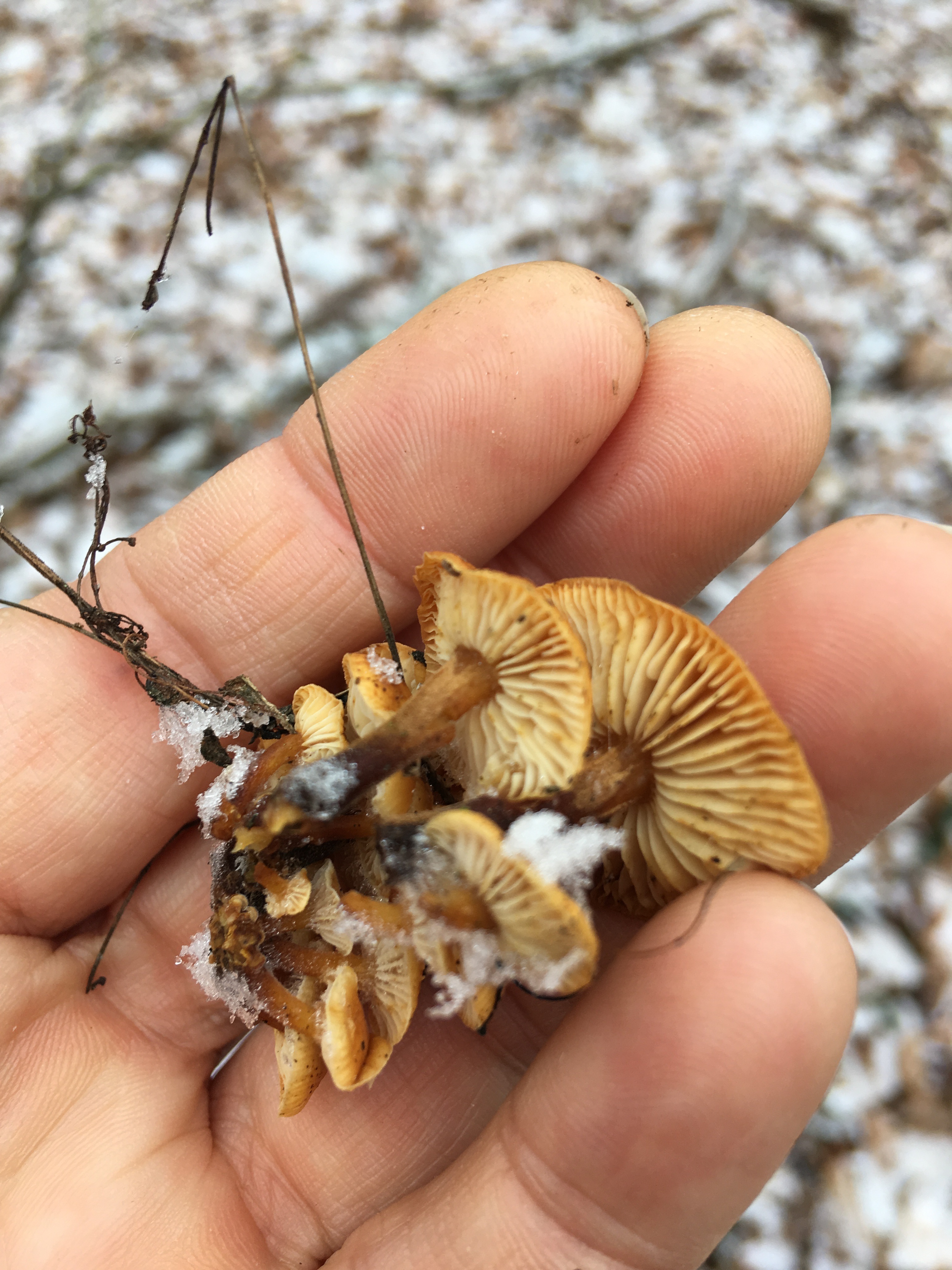 Pilze im Dezember 2018 in Brandenburg