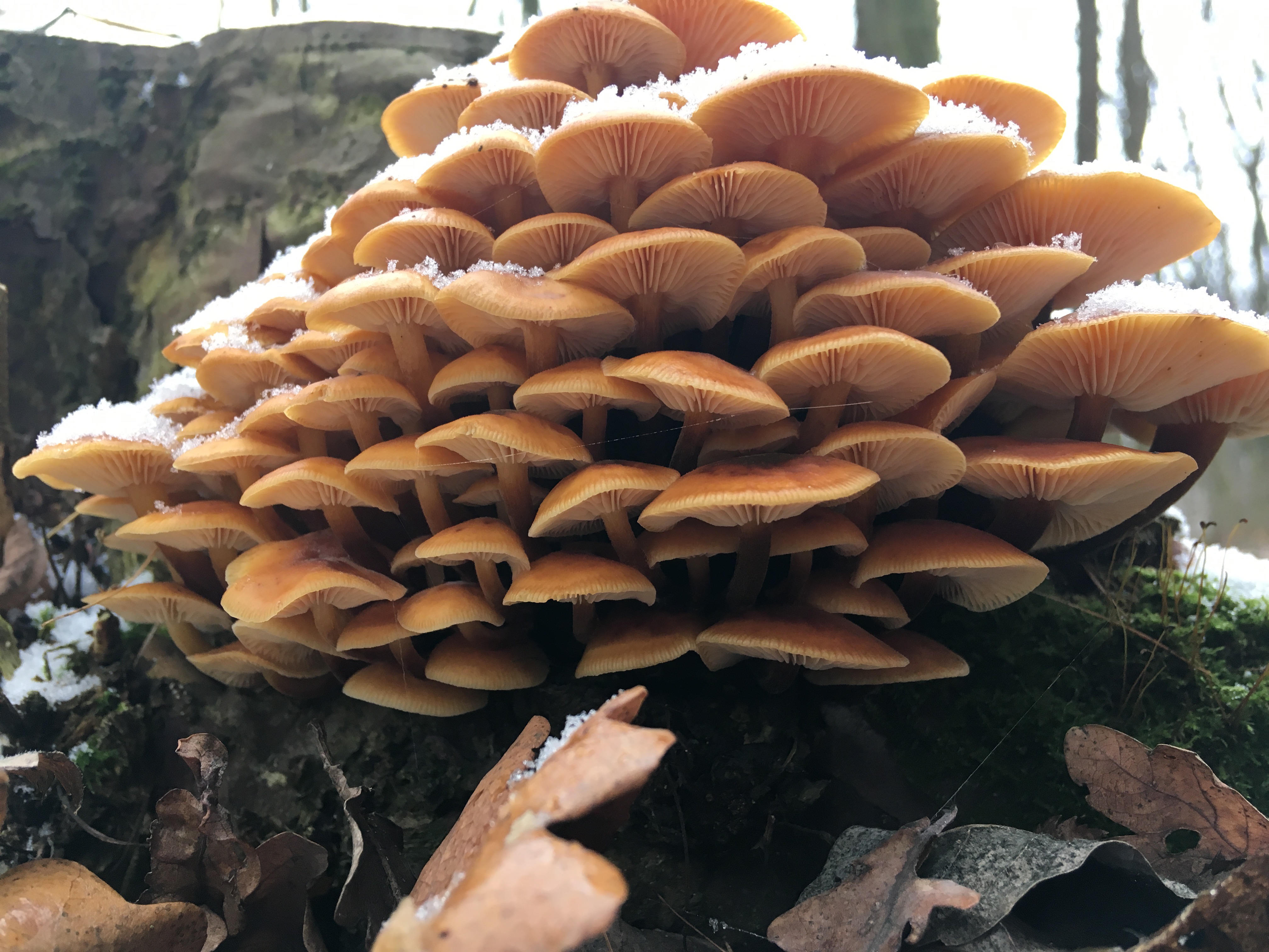 Pilze im Dezember 2018 in Brandenburg