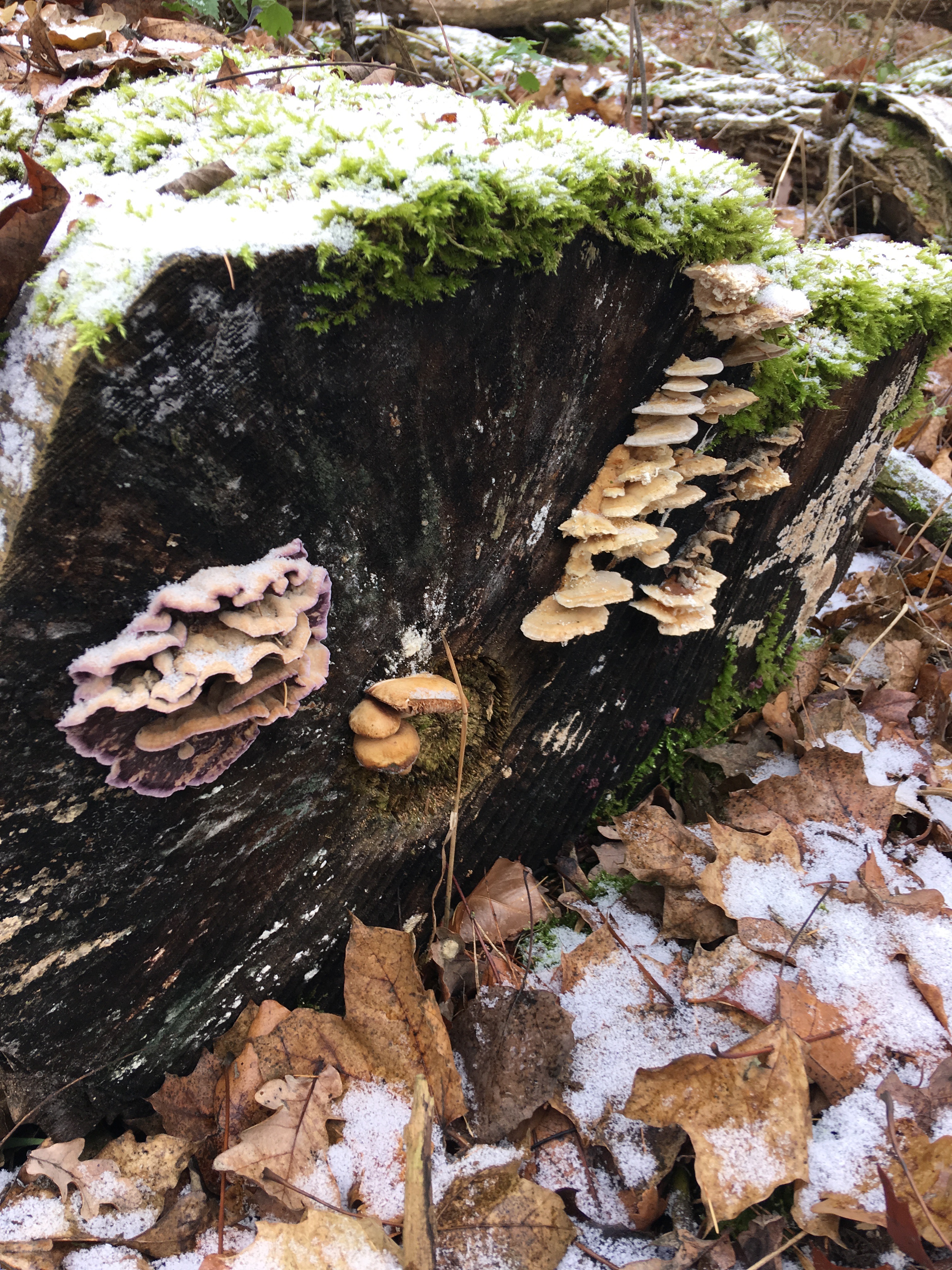 Pilze im Dezember 2018 in Brandenburg