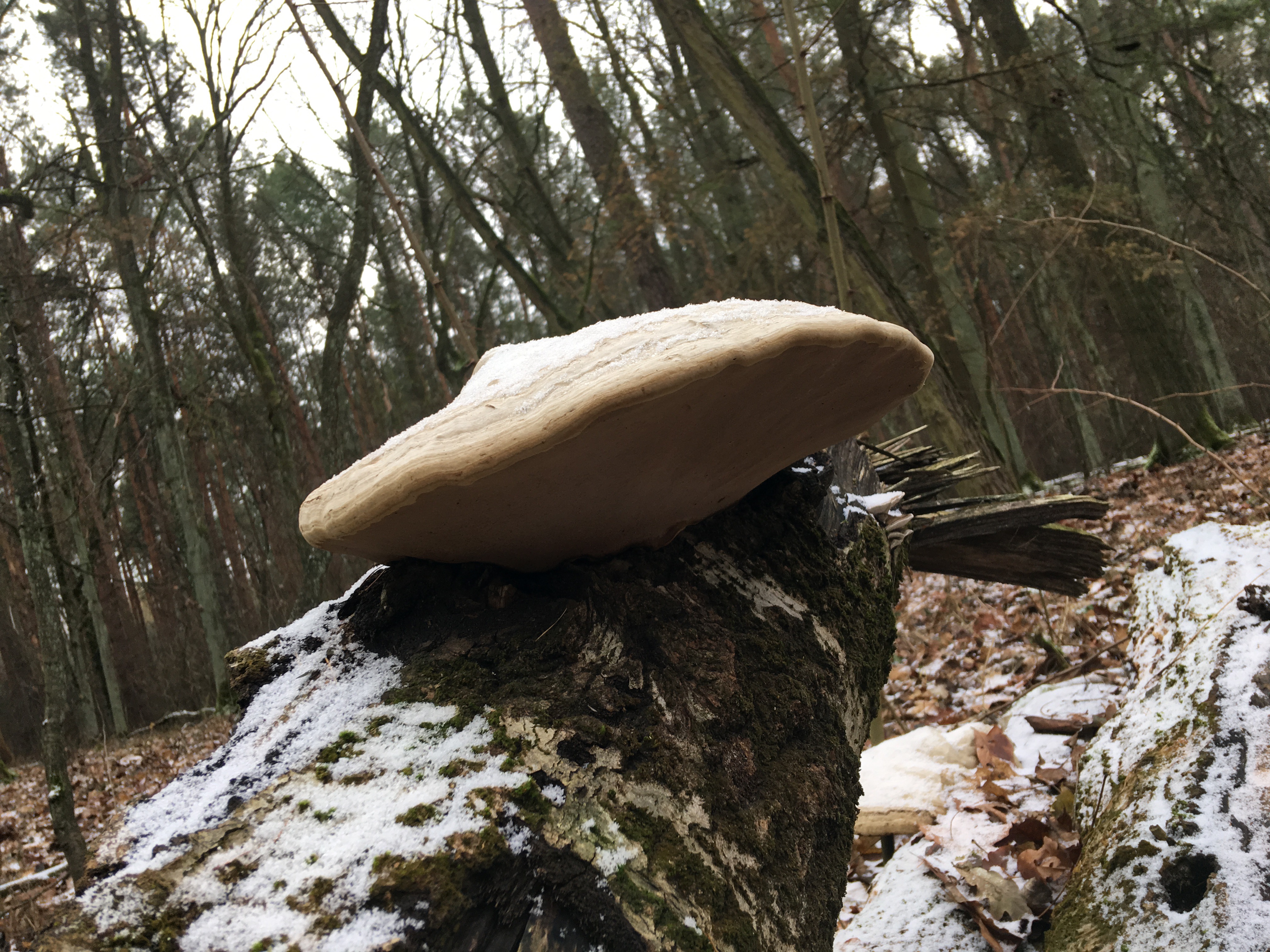 Pilze im Dezember 2018 in Brandenburg