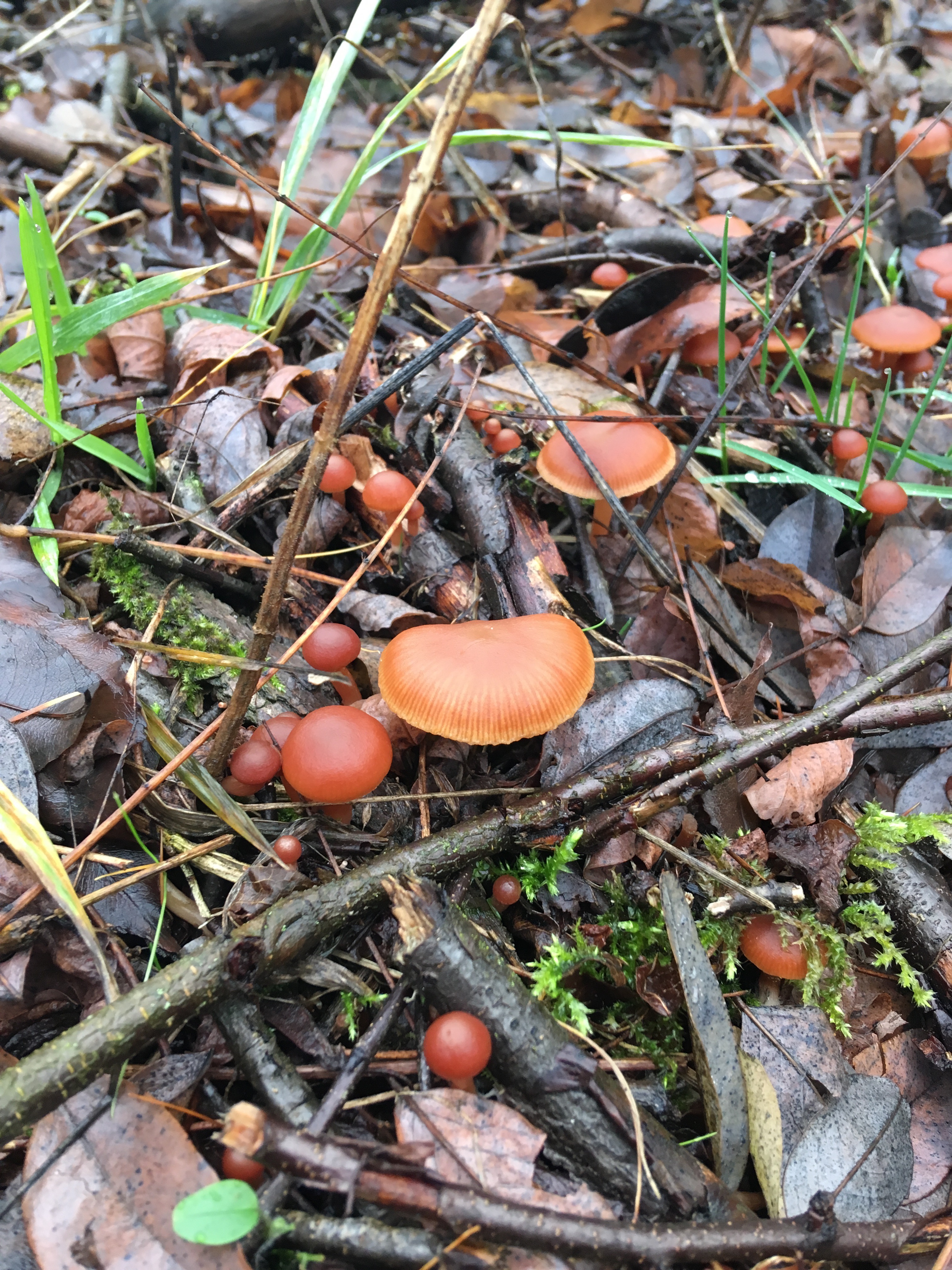 Pilze im Dezember 2018 in Brandenburg