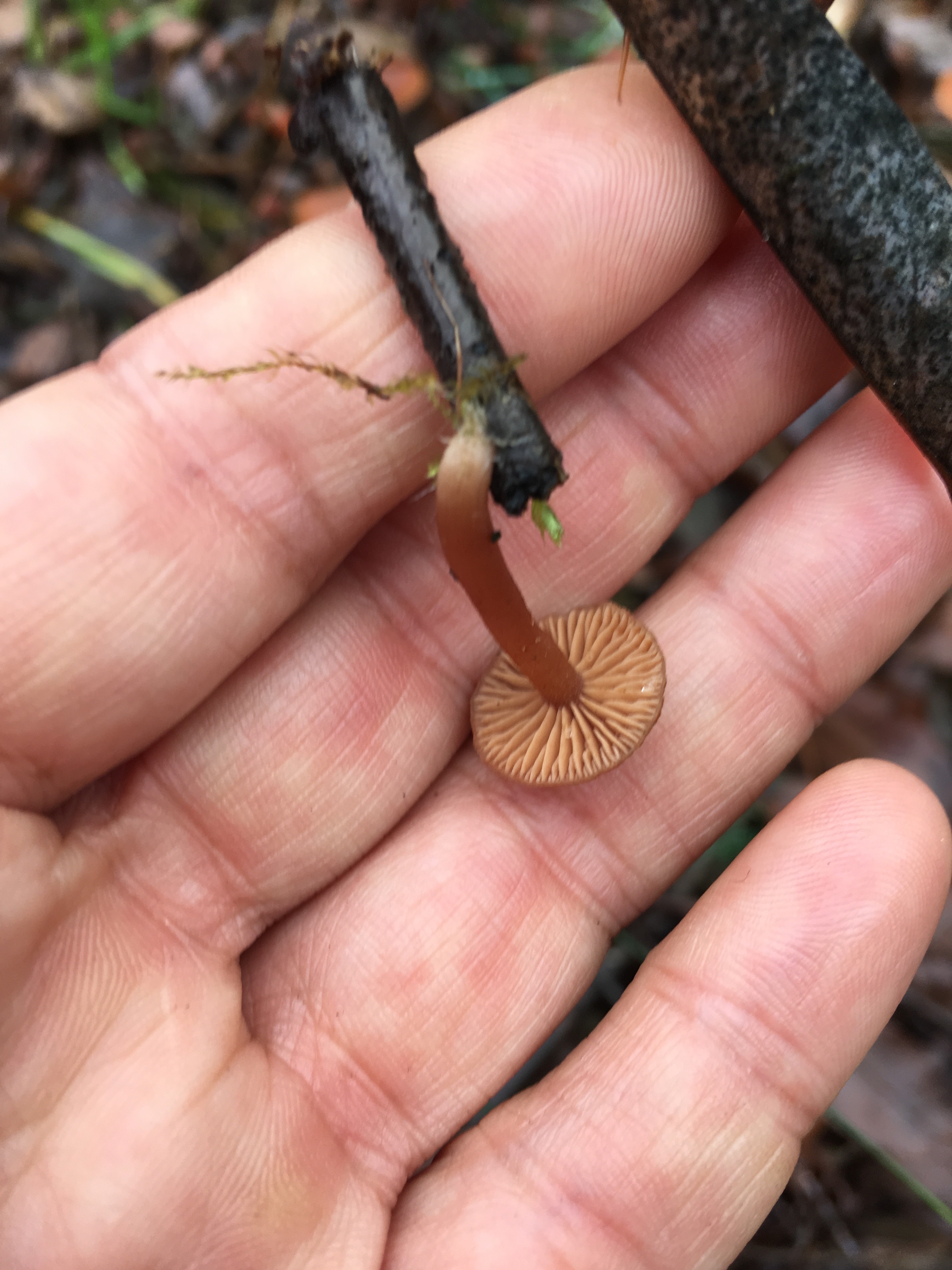 Pilze im Dezember 2018 in Brandenburg