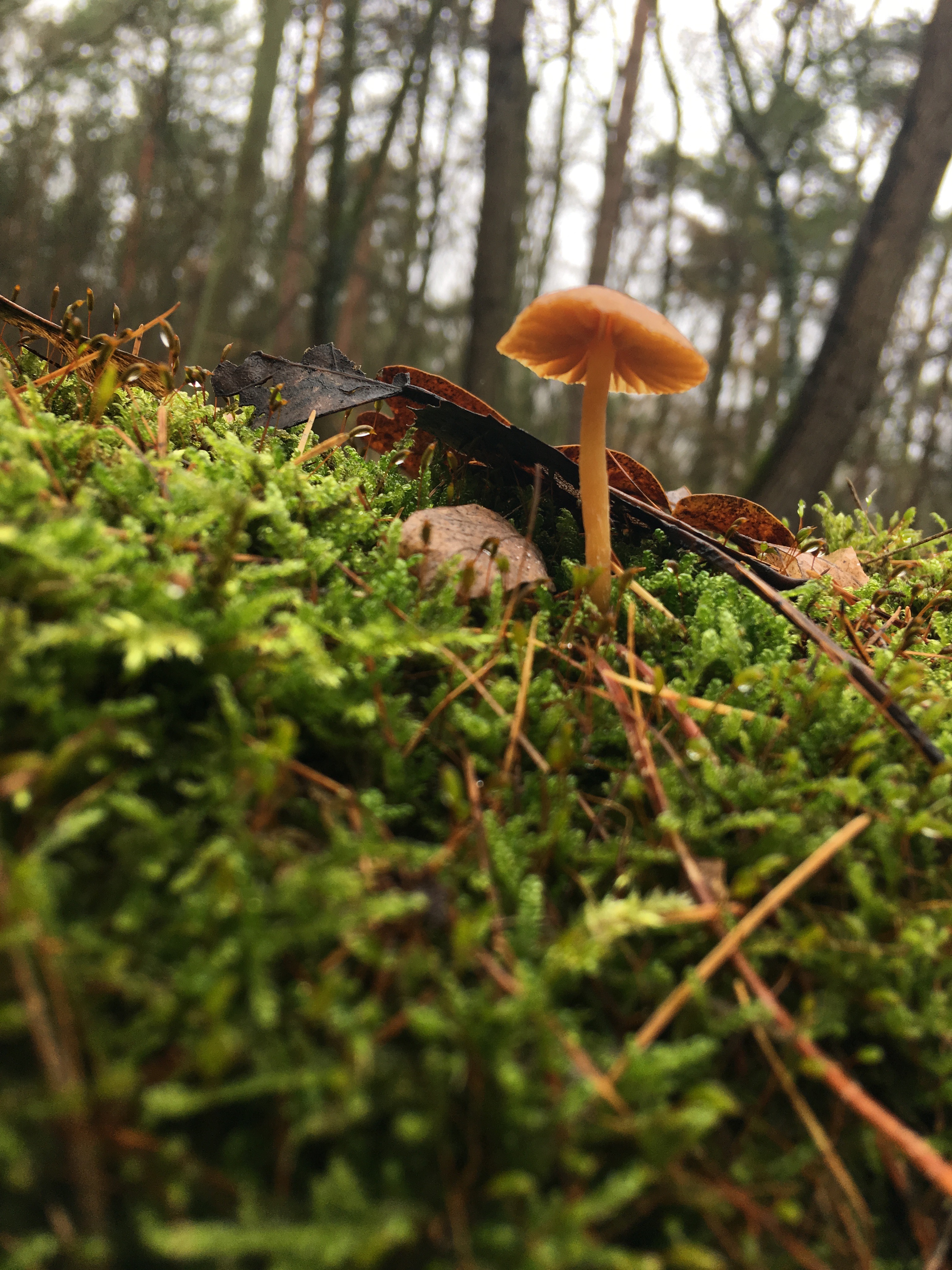 Pilze im Dezember 2018 in Brandenburg