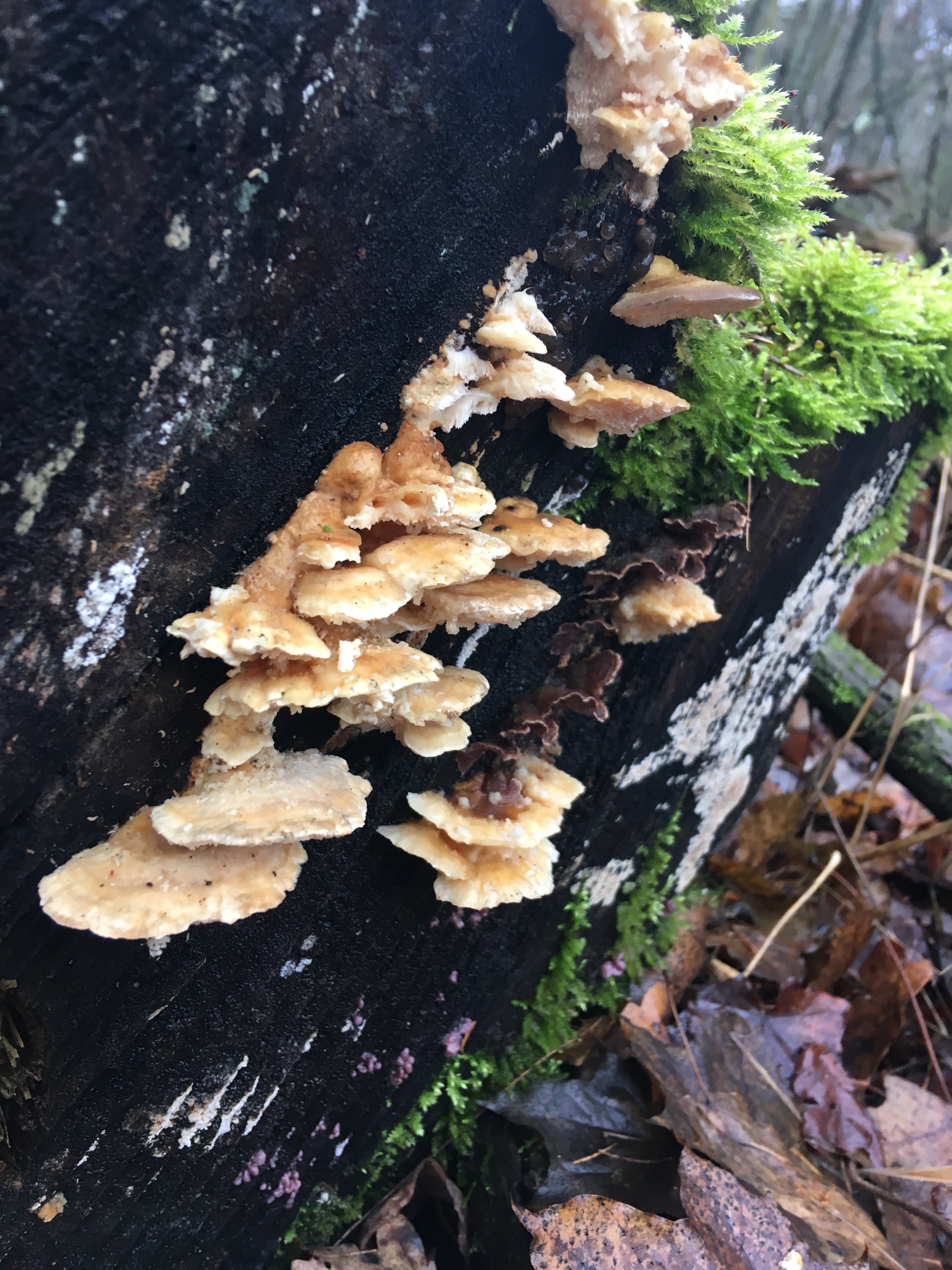 Pilze im Dezember 2018 in Brandenburg