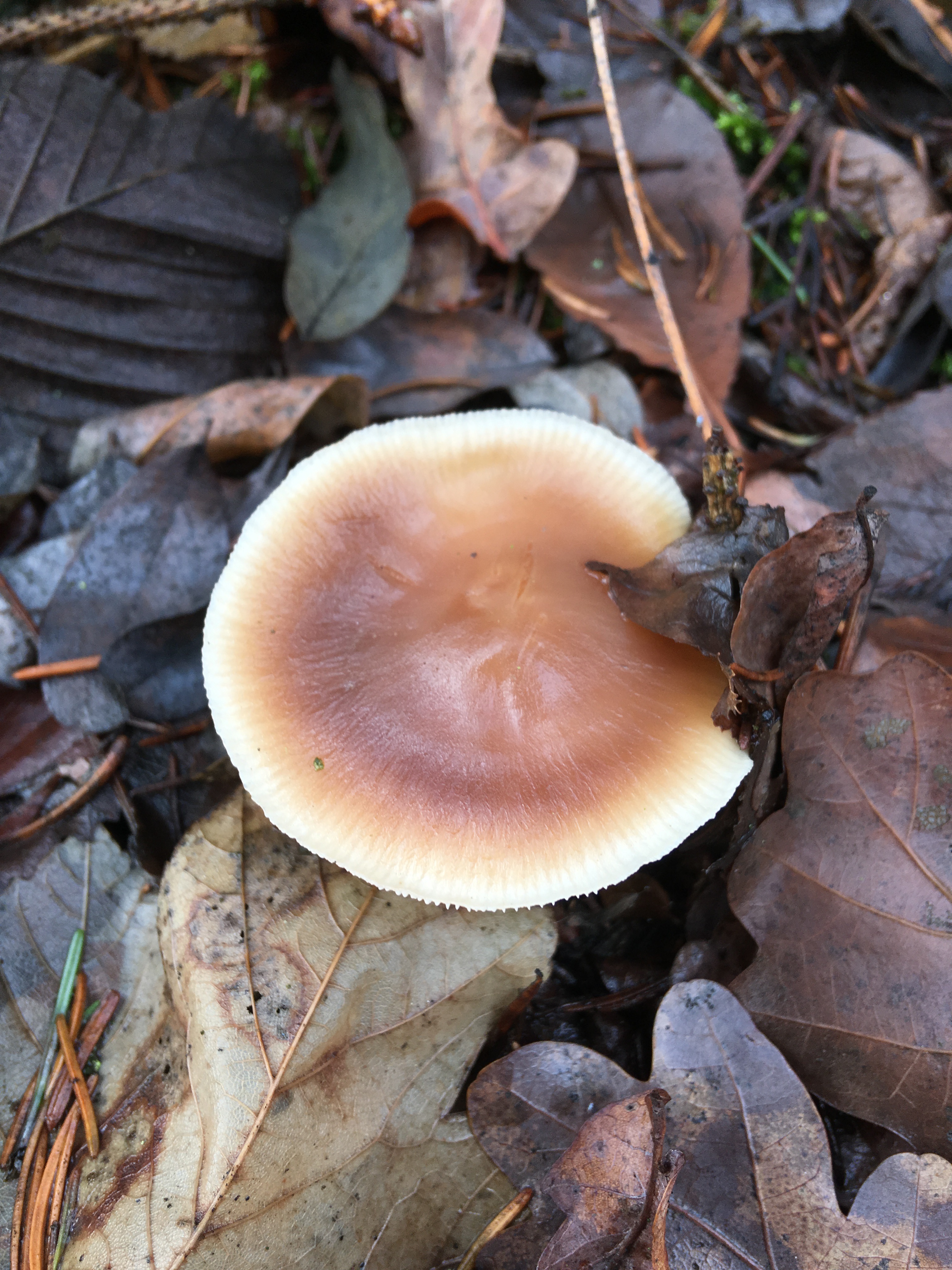 Pilze im Dezember 2018 in Brandenburg