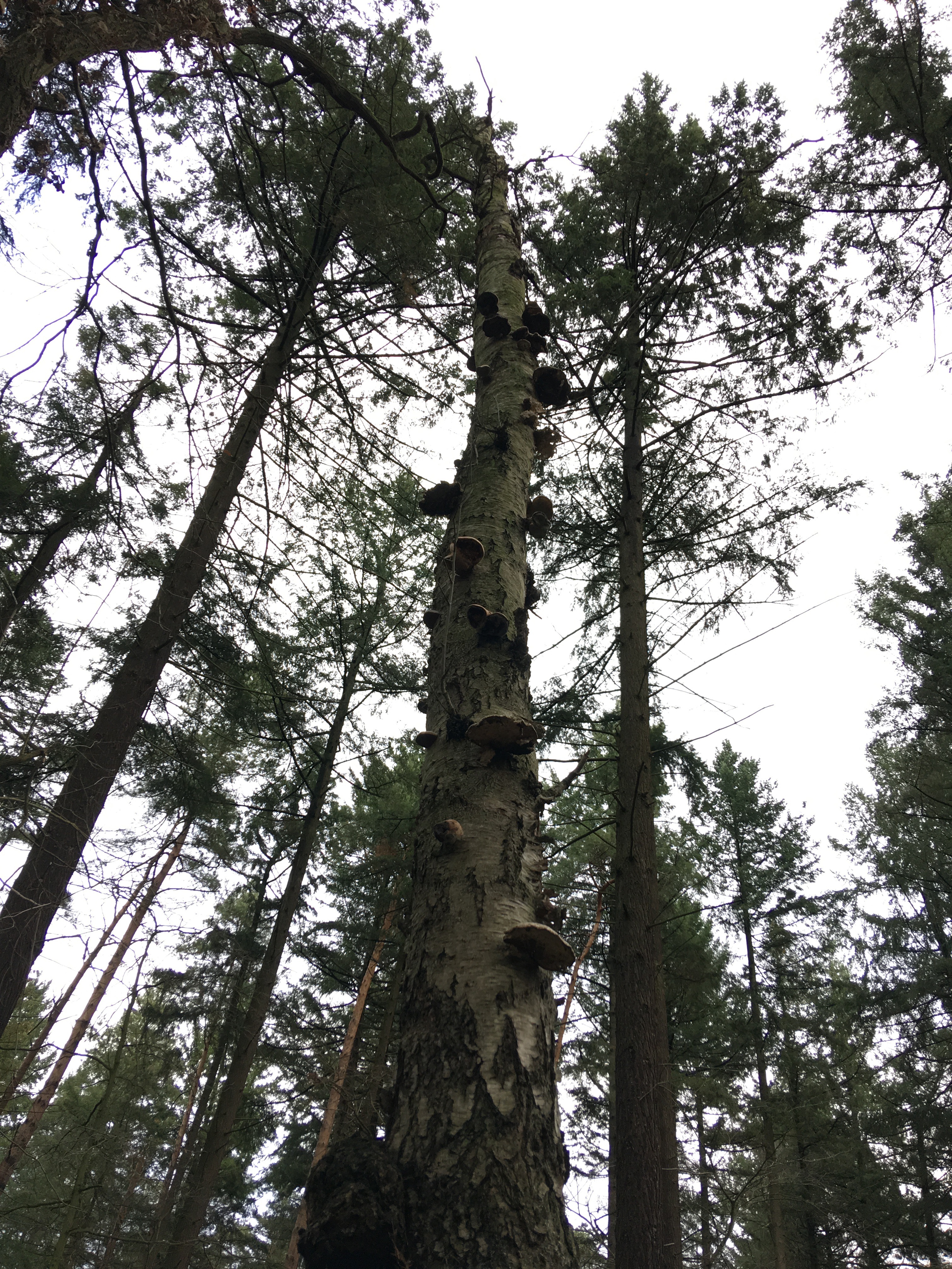 Pilze im Dezember 2018 in Brandenburg