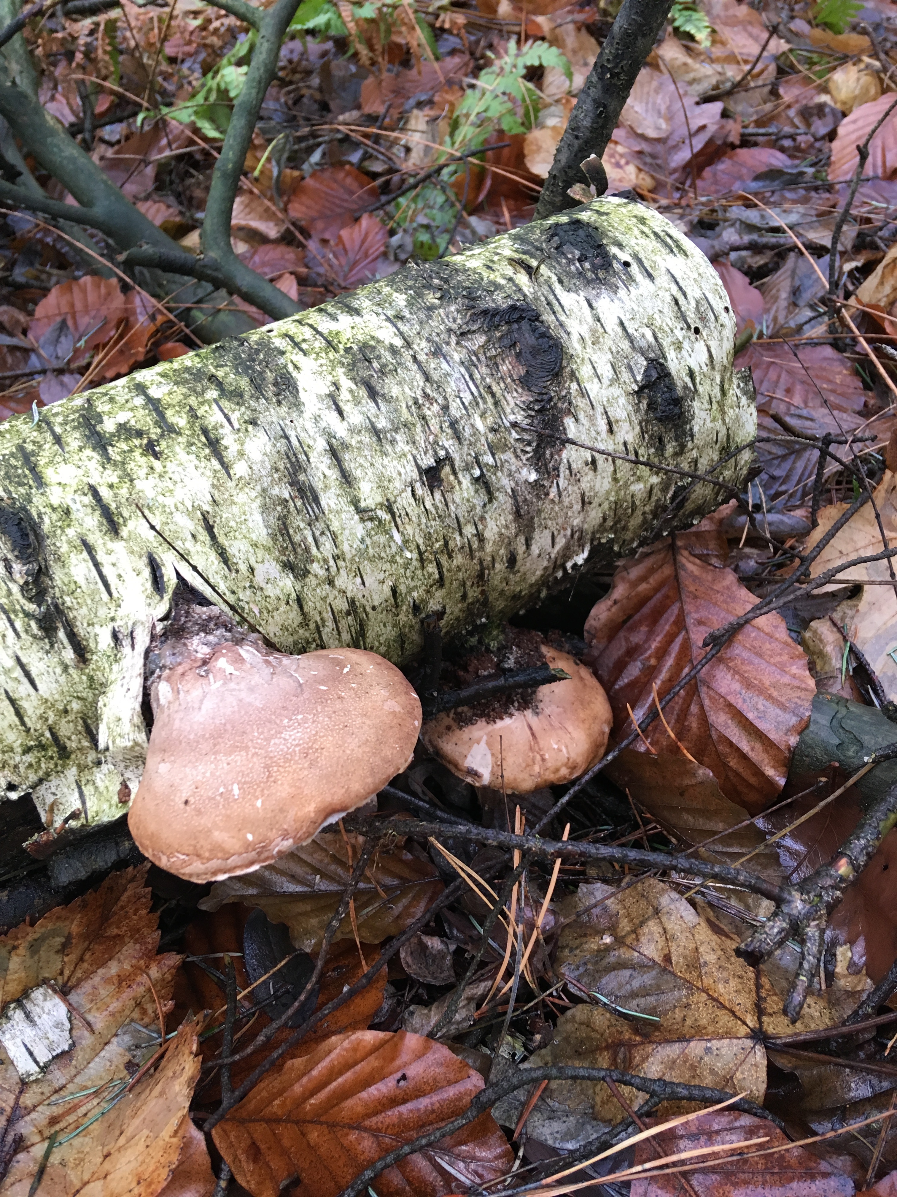 Pilze im Dezember 2018 in Brandenburg