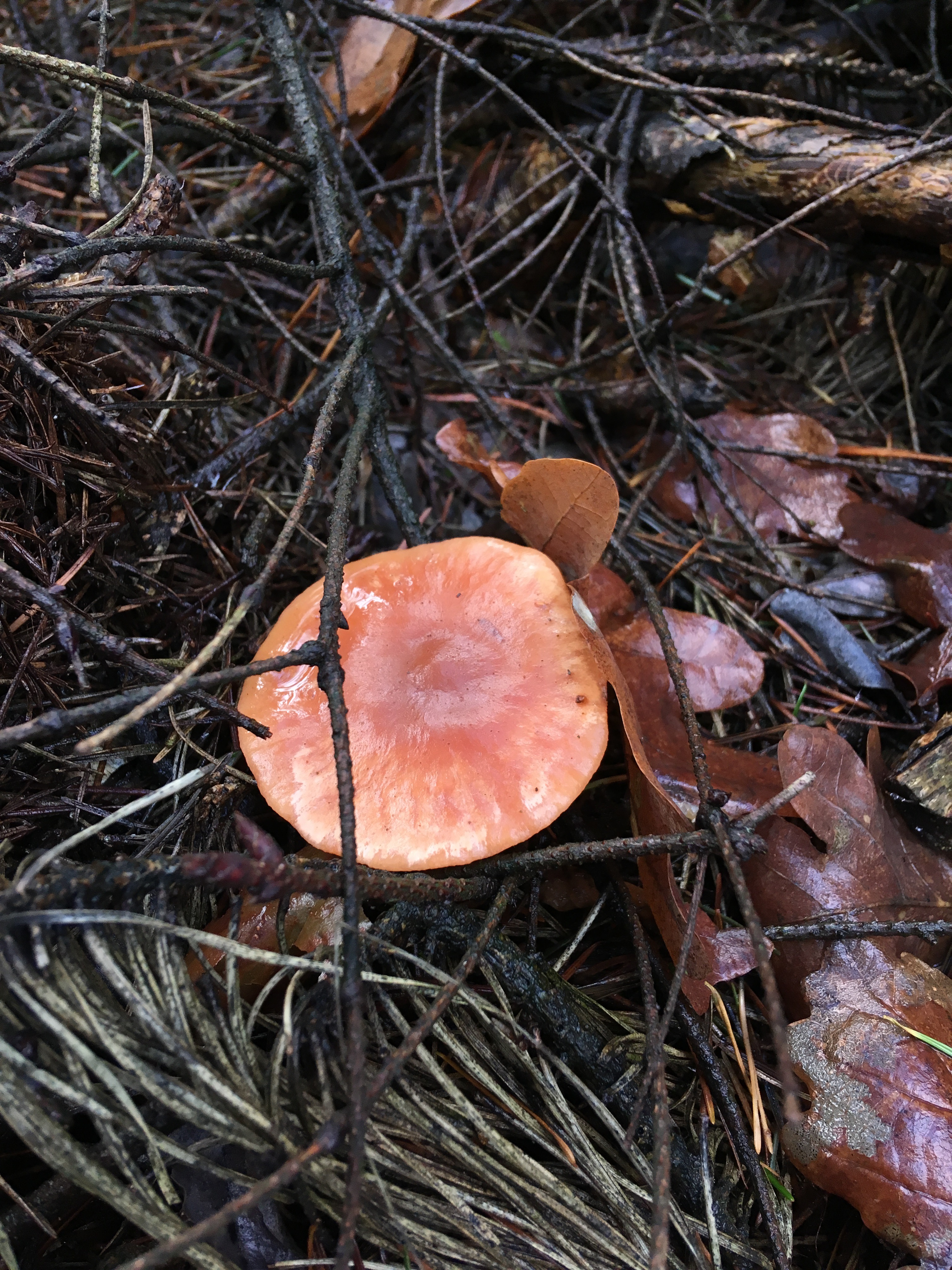 Pilze im Dezember 2018 in Brandenburg