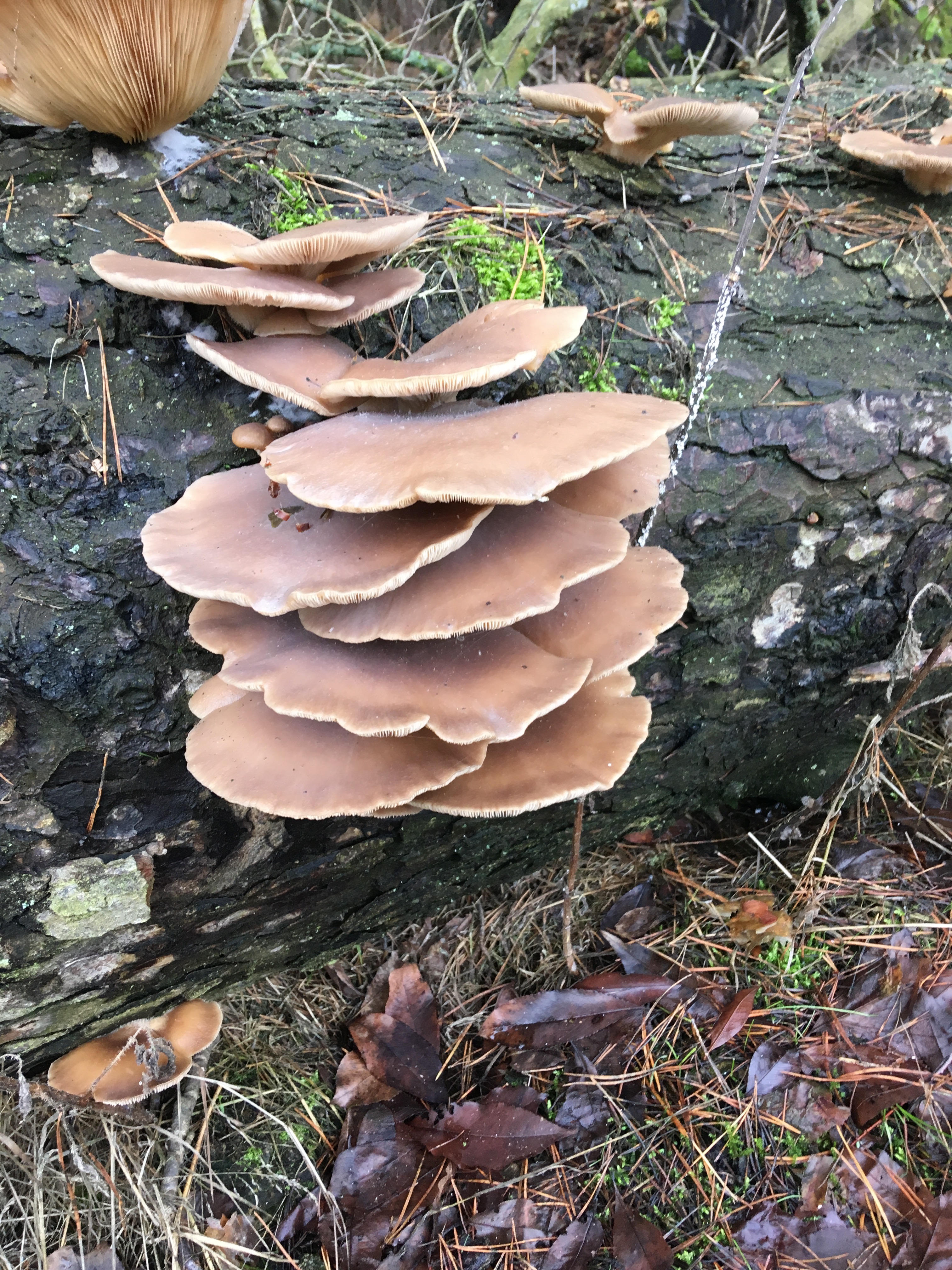 Pilze im Dezember 2018 in Brandenburg