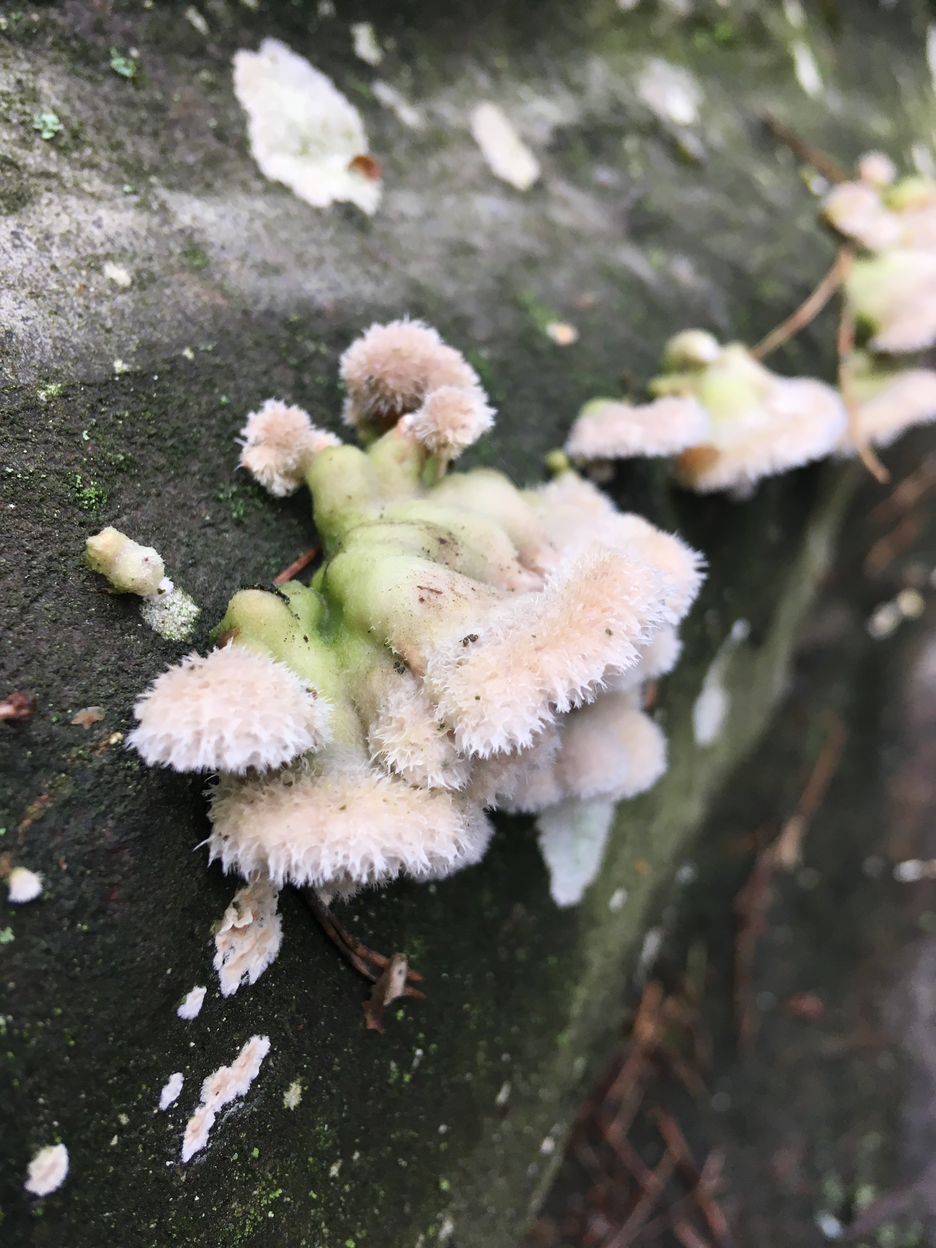 Pilze im Dezember 2018 in Brandenburg