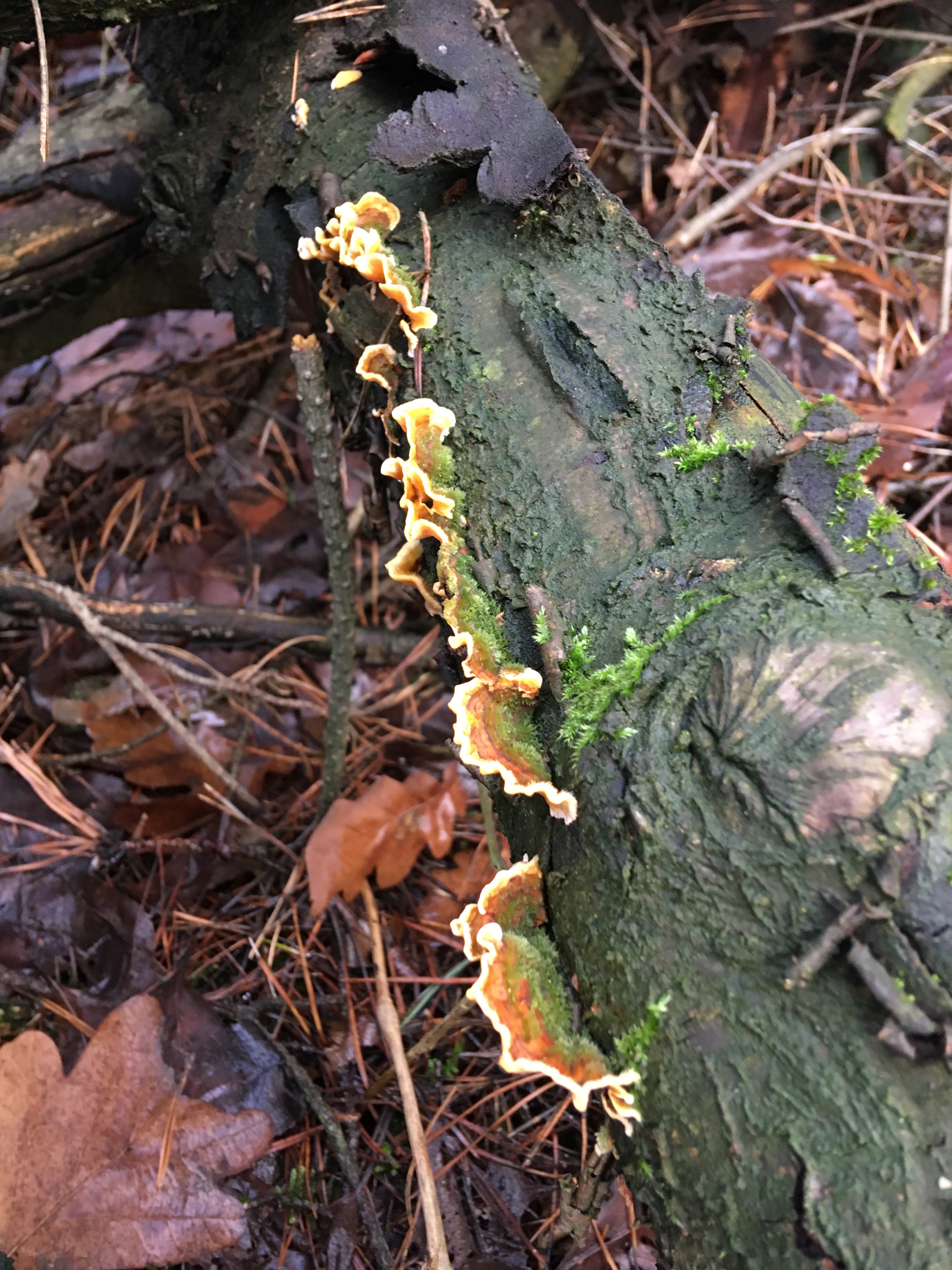 Pilze im Dezember 2018 in Brandenburg