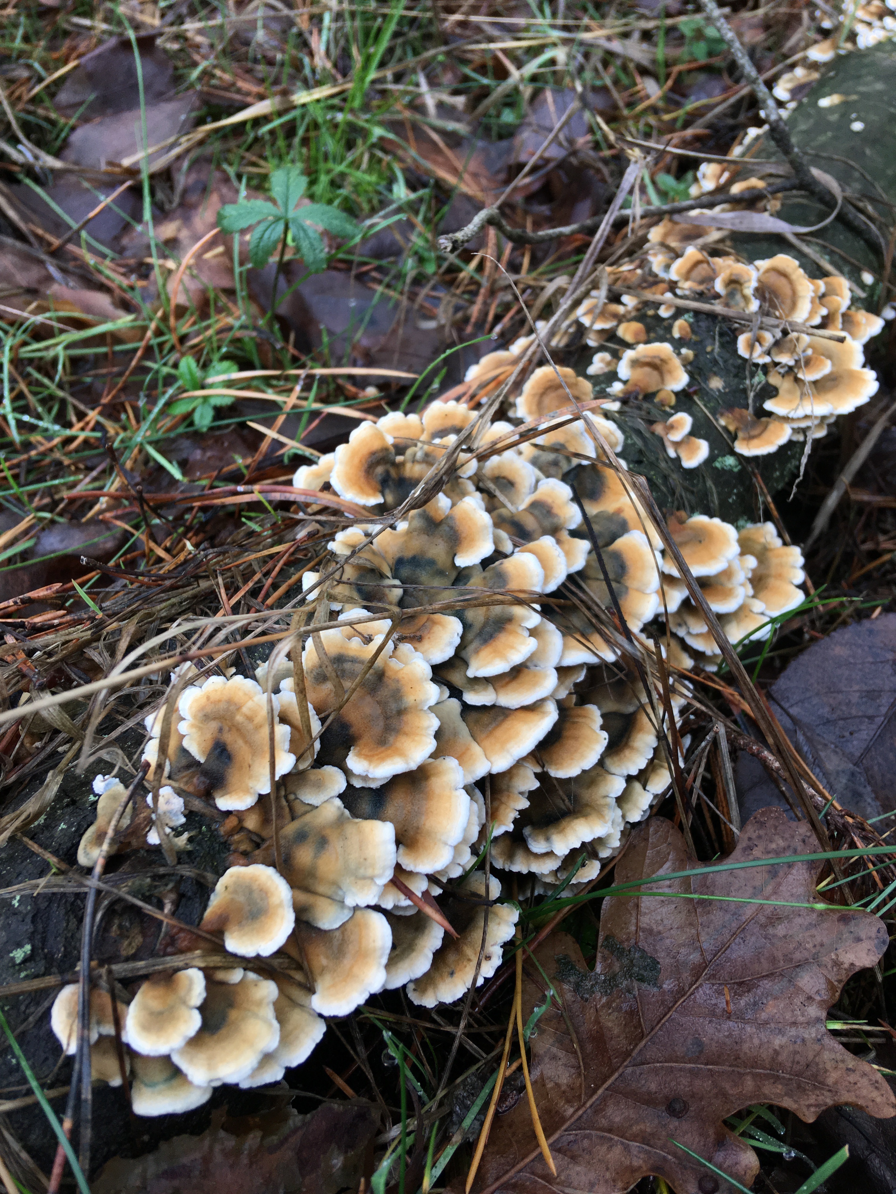 Pilze im Dezember 2018 in Brandenburg