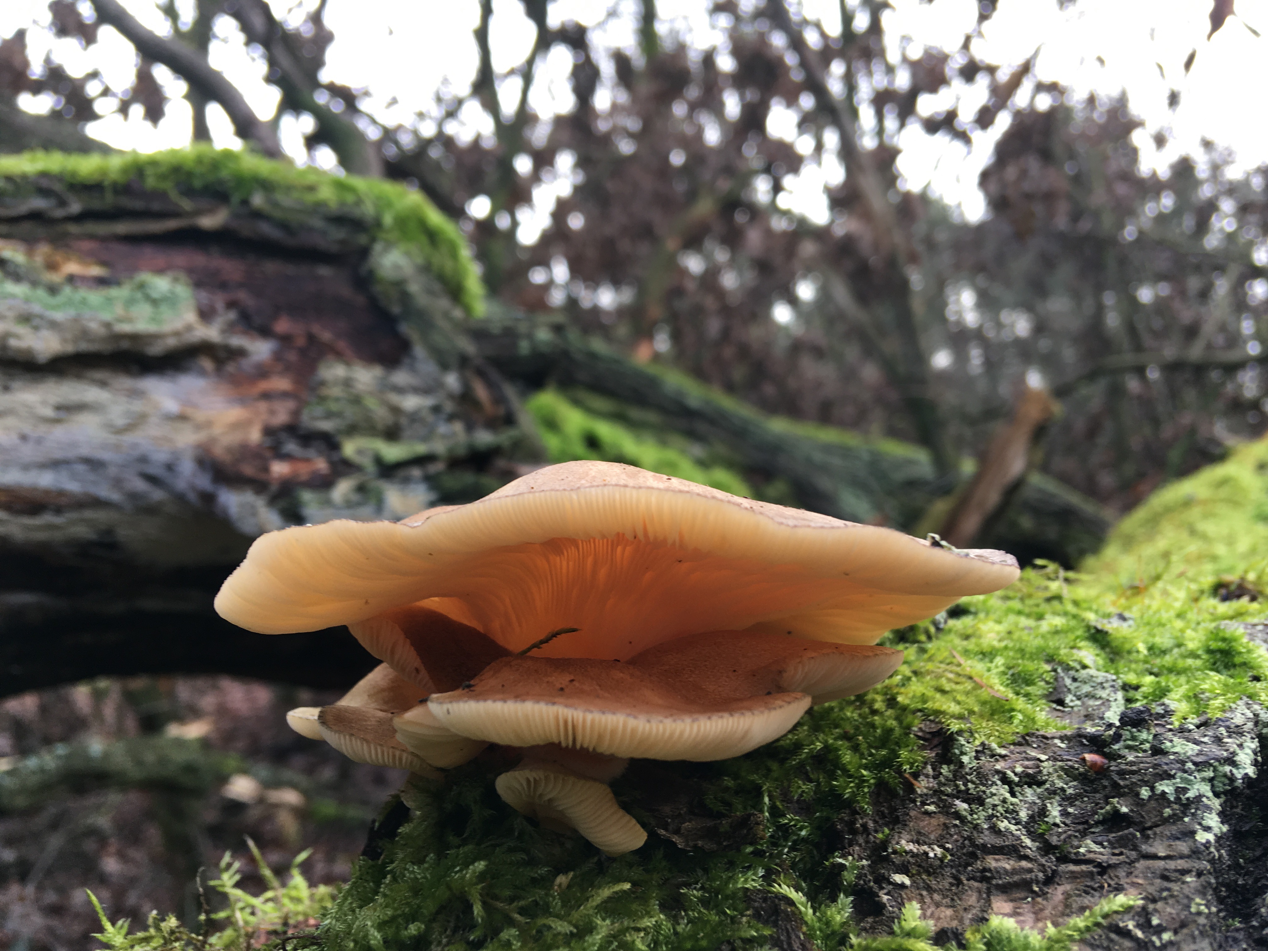 Pilze im Dezember 2018 in Brandenburg