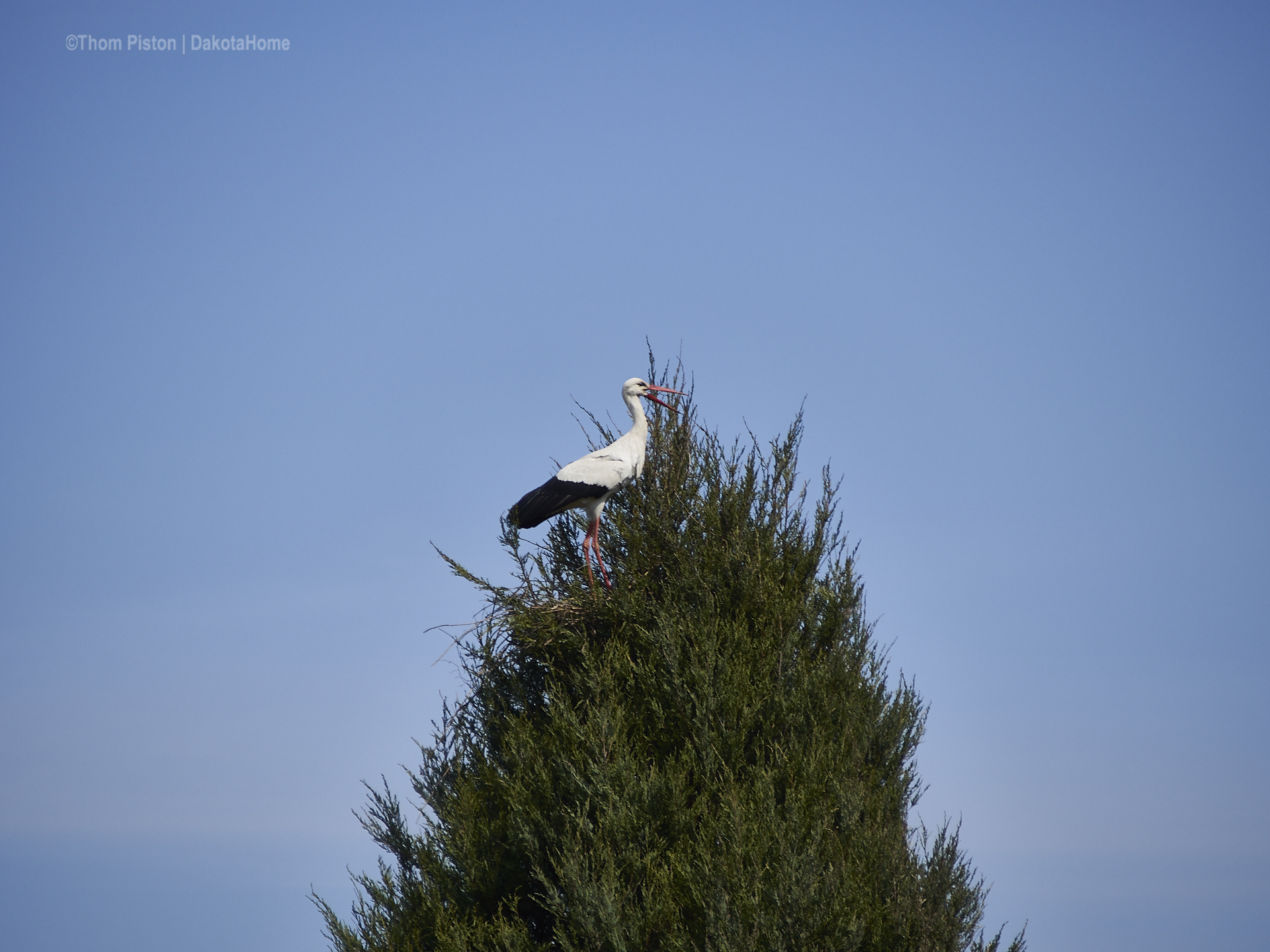 ..unser Storch im Elsternest, Ostern 2019, Brandenburg