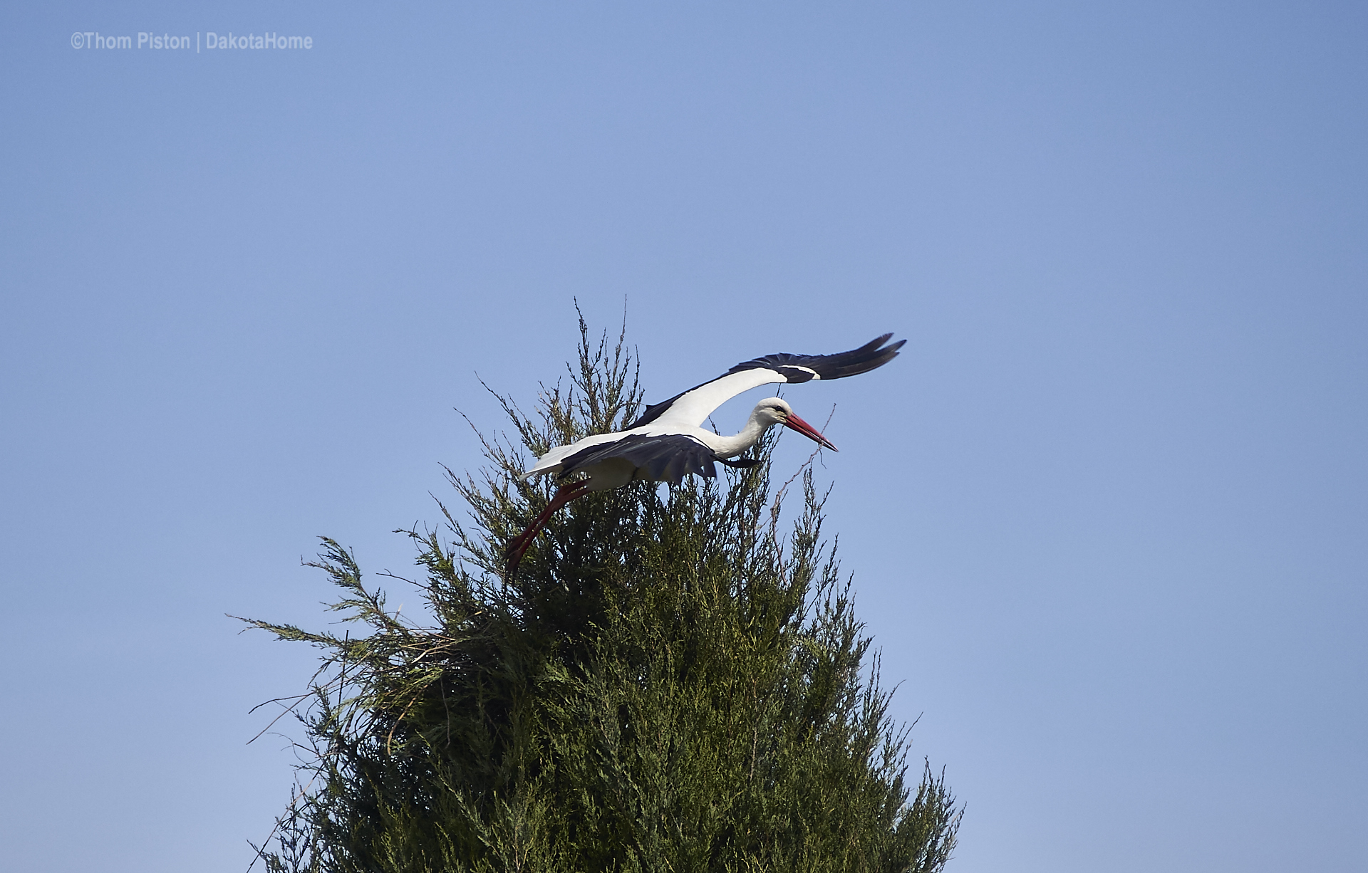 ..unser Storch im Elsternest, Ostern 2019, Brandenburg