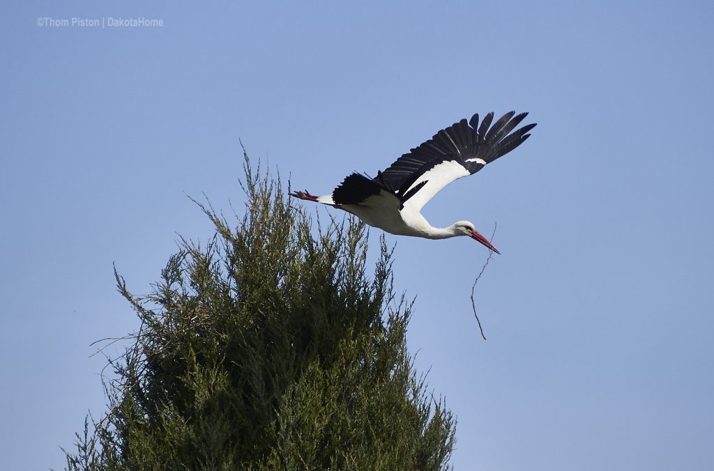 ..unser Storch im Elsternest, Ostern 2019, Brandenburg