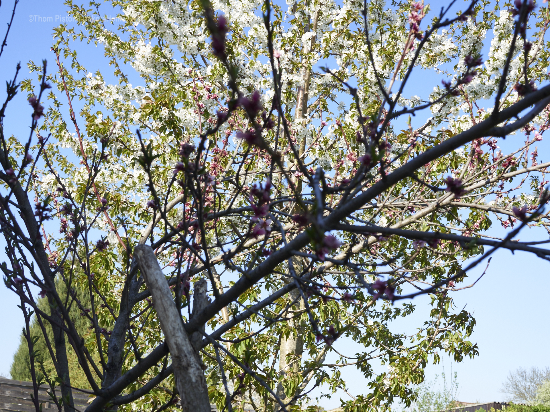 Pfirsich und Kirschbaum auf der PondeROSA