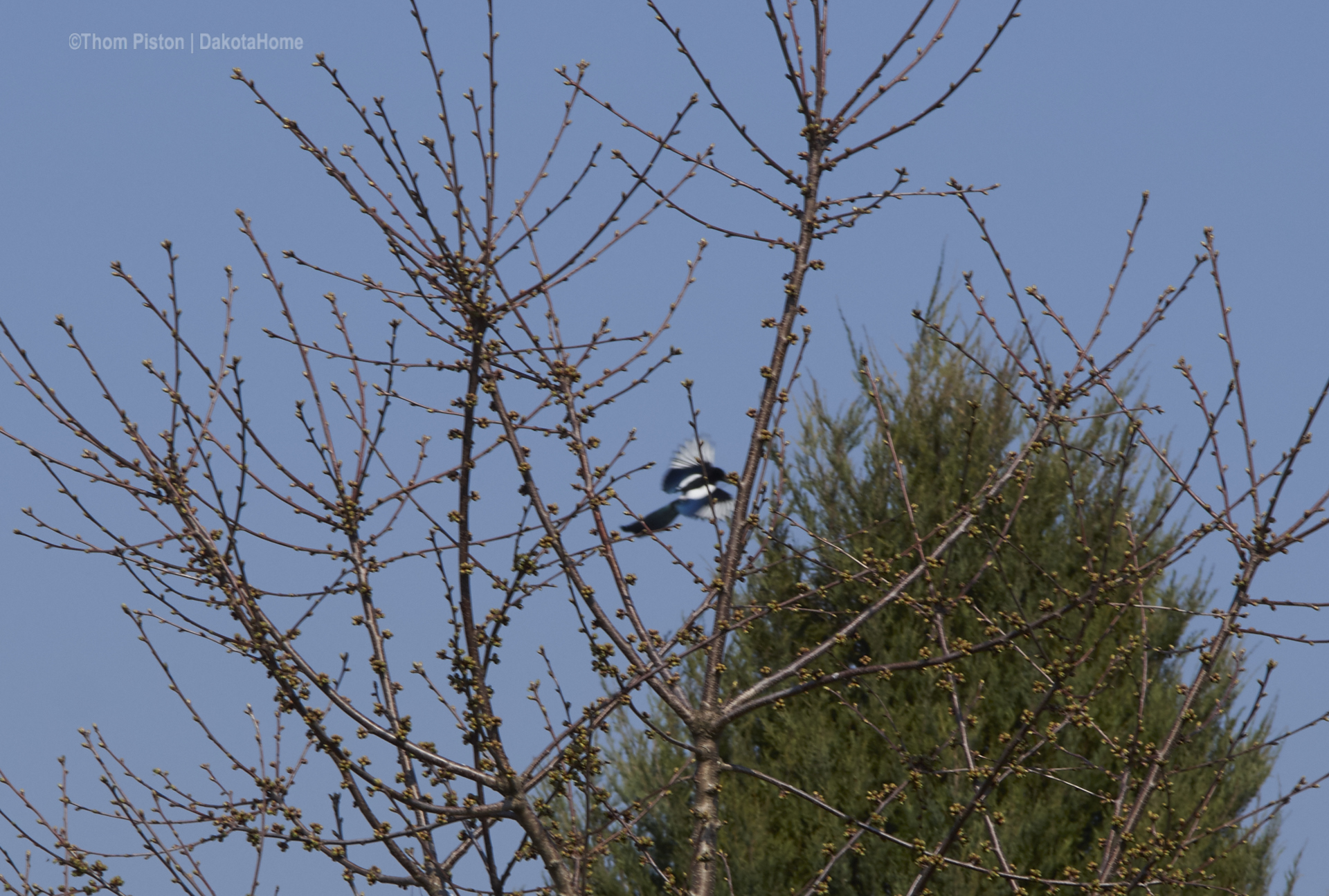 ..alle am frühling haben und nestbau..in dem falle die elstern...